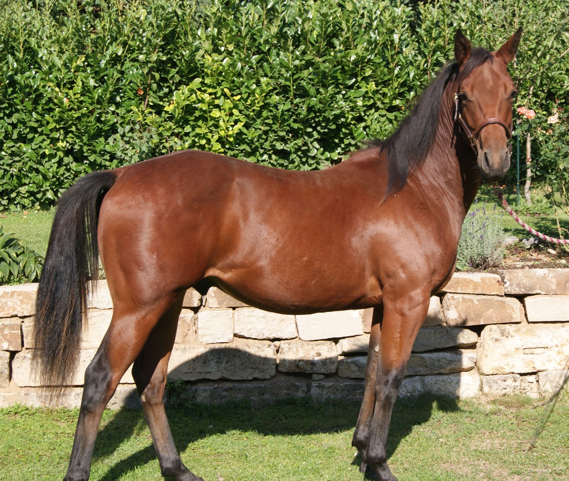 american-quarter-horse-hengst-1-jahr-150-cm-brauner-in-naumburg