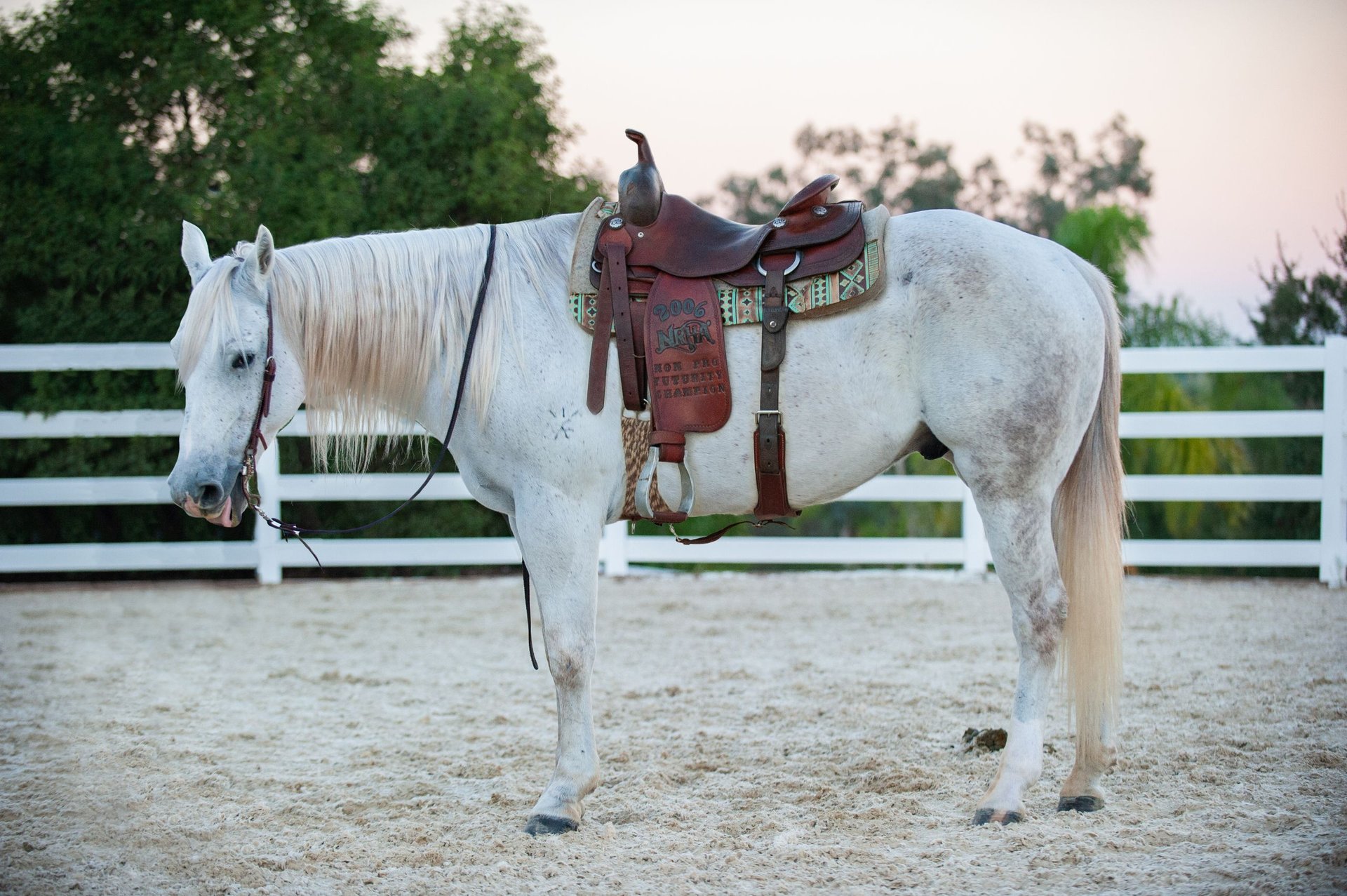 American Quarter Horse Wallach 12 Jahre Schimmel in Murrieta, CA