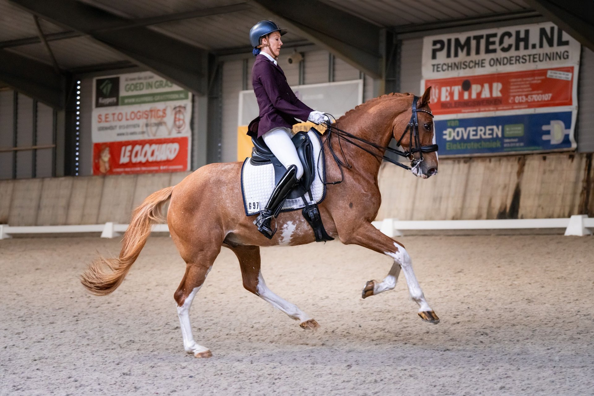 NRPS Gelding 14 years 16,1 hh Sabino in Nuland