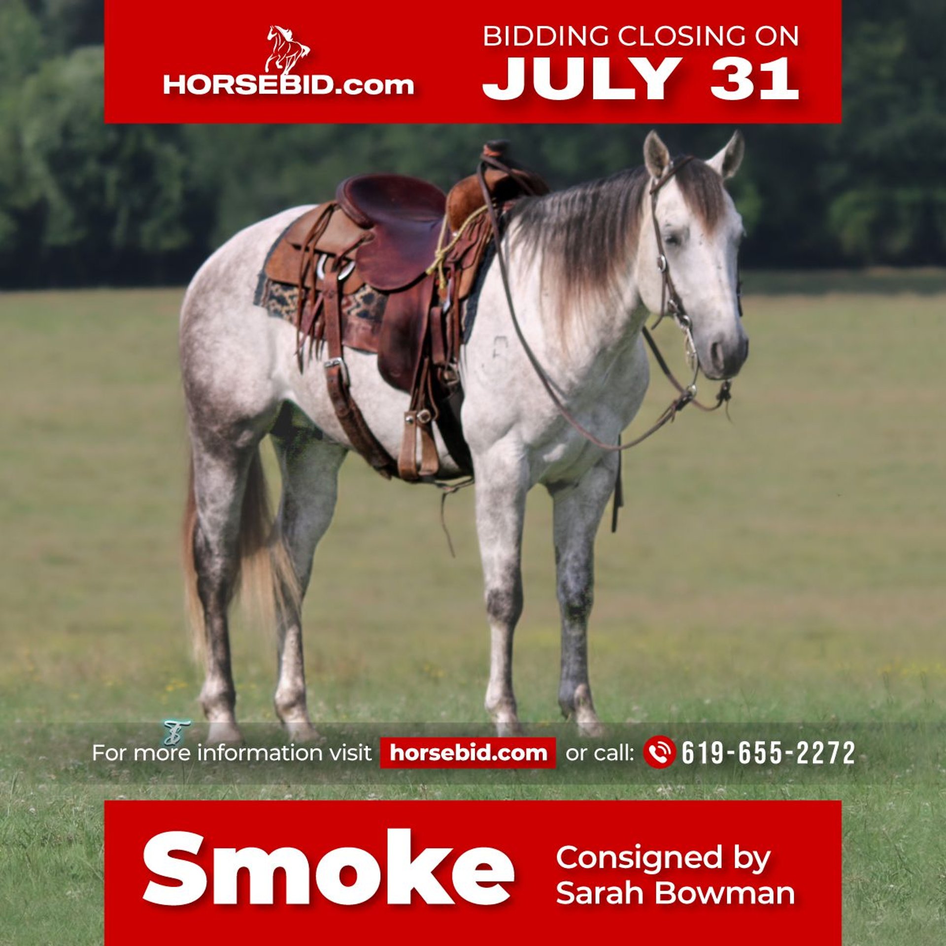 American Quarter Horse Gelding 6 years 15 hh Gray in Carthage, TX