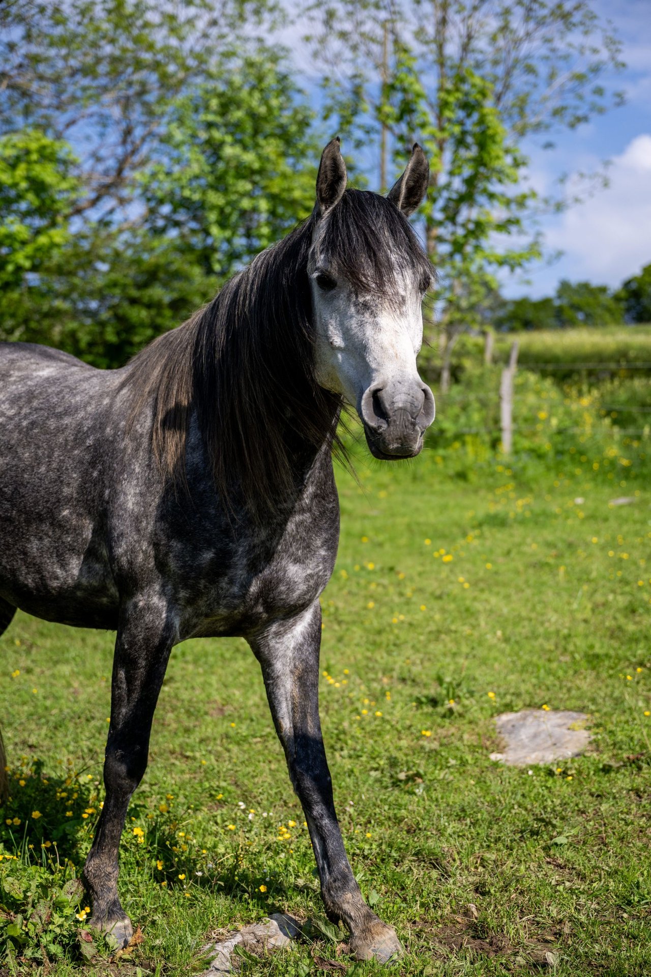 Anglo-Arab Gelding 9 years 15.2 hh Can be white in Corcelles BE