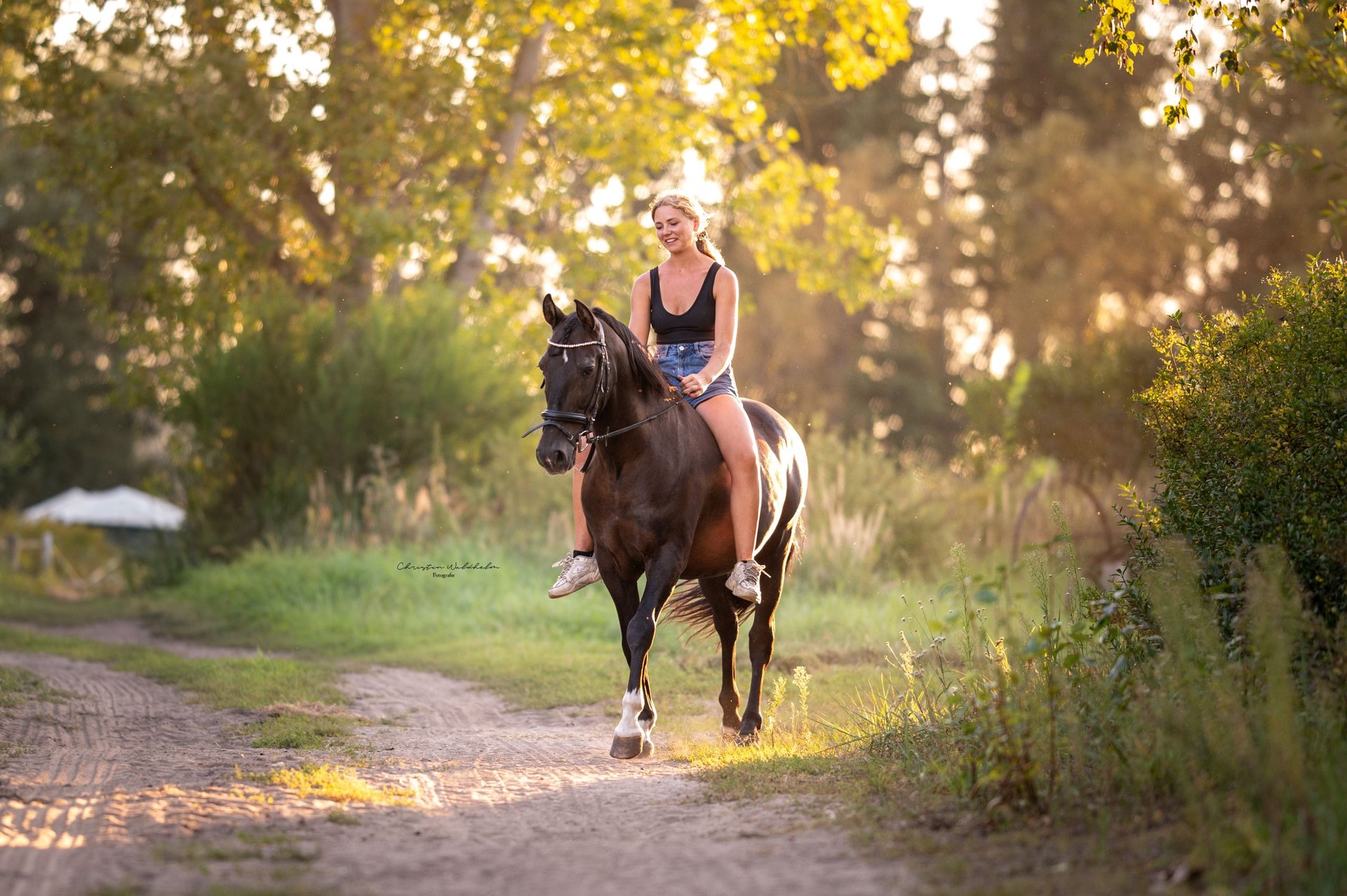 pre-gelding-15-years-15-1-hh-black-in-trebbin