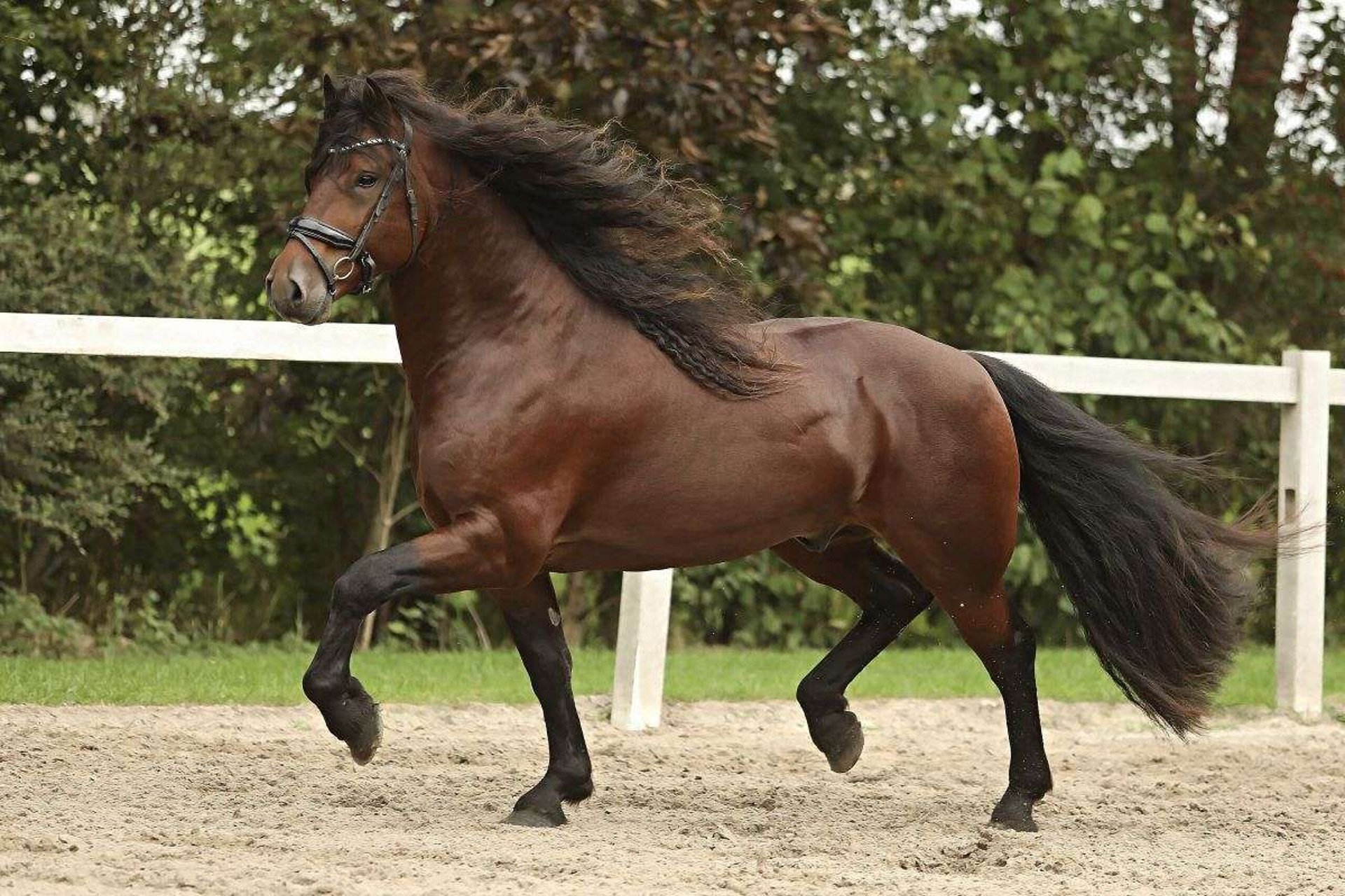 Friesian horses Stallion 5 years 15 hh Bay in Murrieta