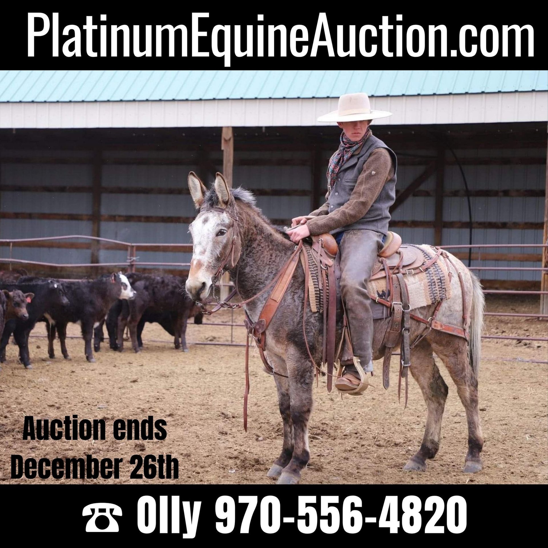 Roping mules store for sale