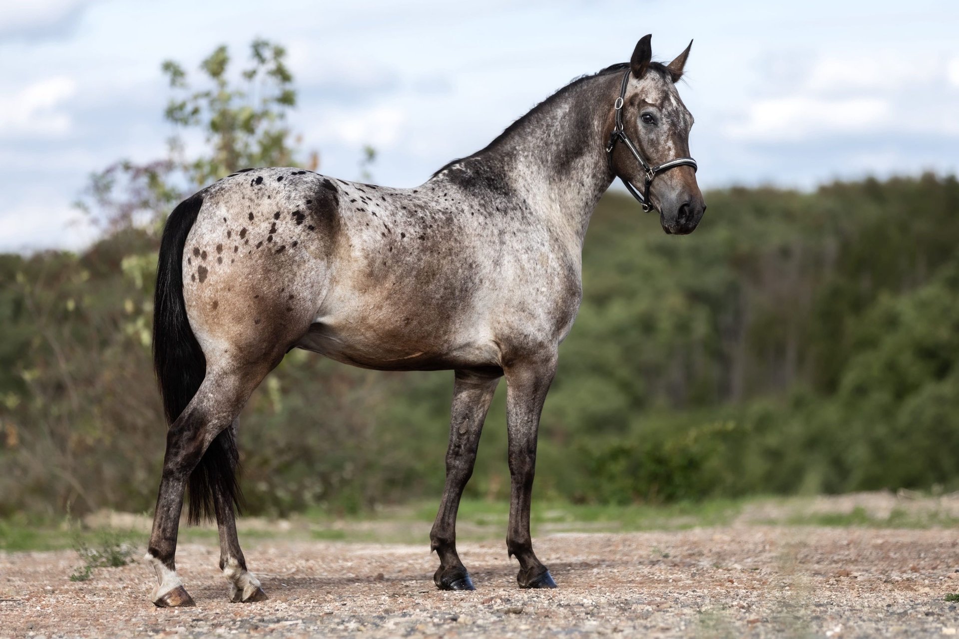Appaloosa-Mix Wallach im Braunfalbschimmel, Impression 2