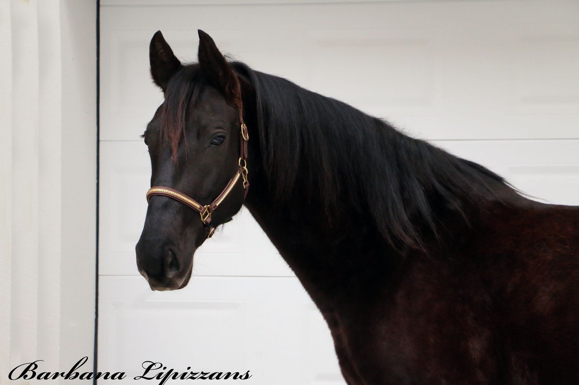 Lipizzaner Mare 7 years 15,1 hh Black in radovljica