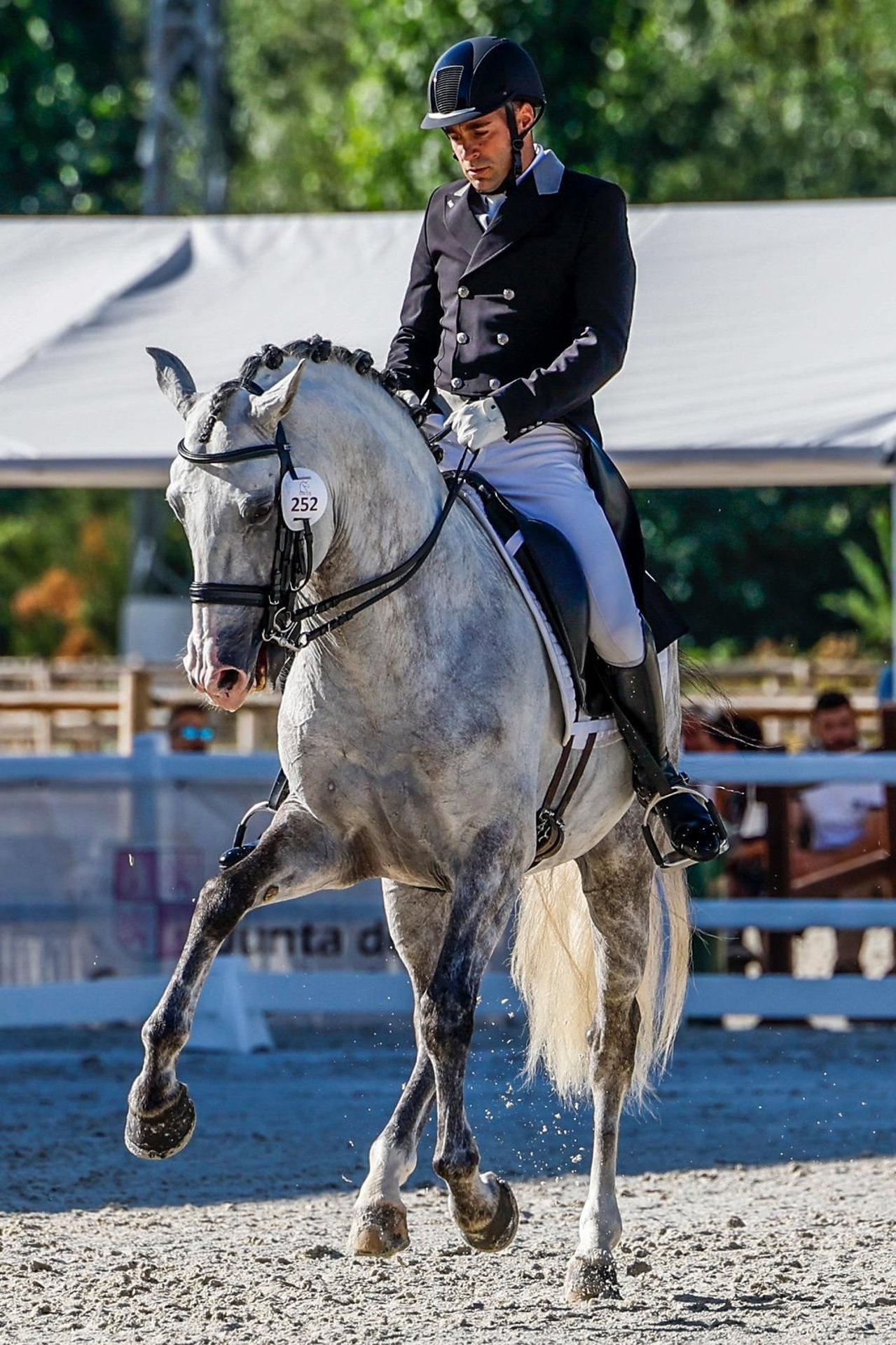 Lusitano-Hengst, Impression 2