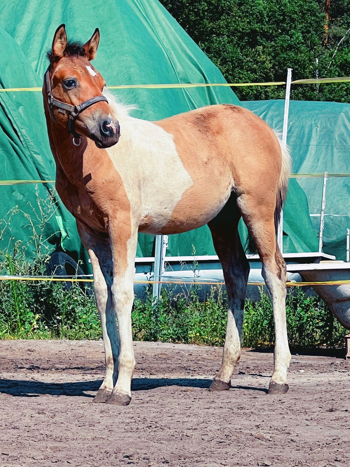 Weitere Ponys/Kleinpferde Mix Hengst Fohlen (04/2023) 122 Cm Schecke In ...