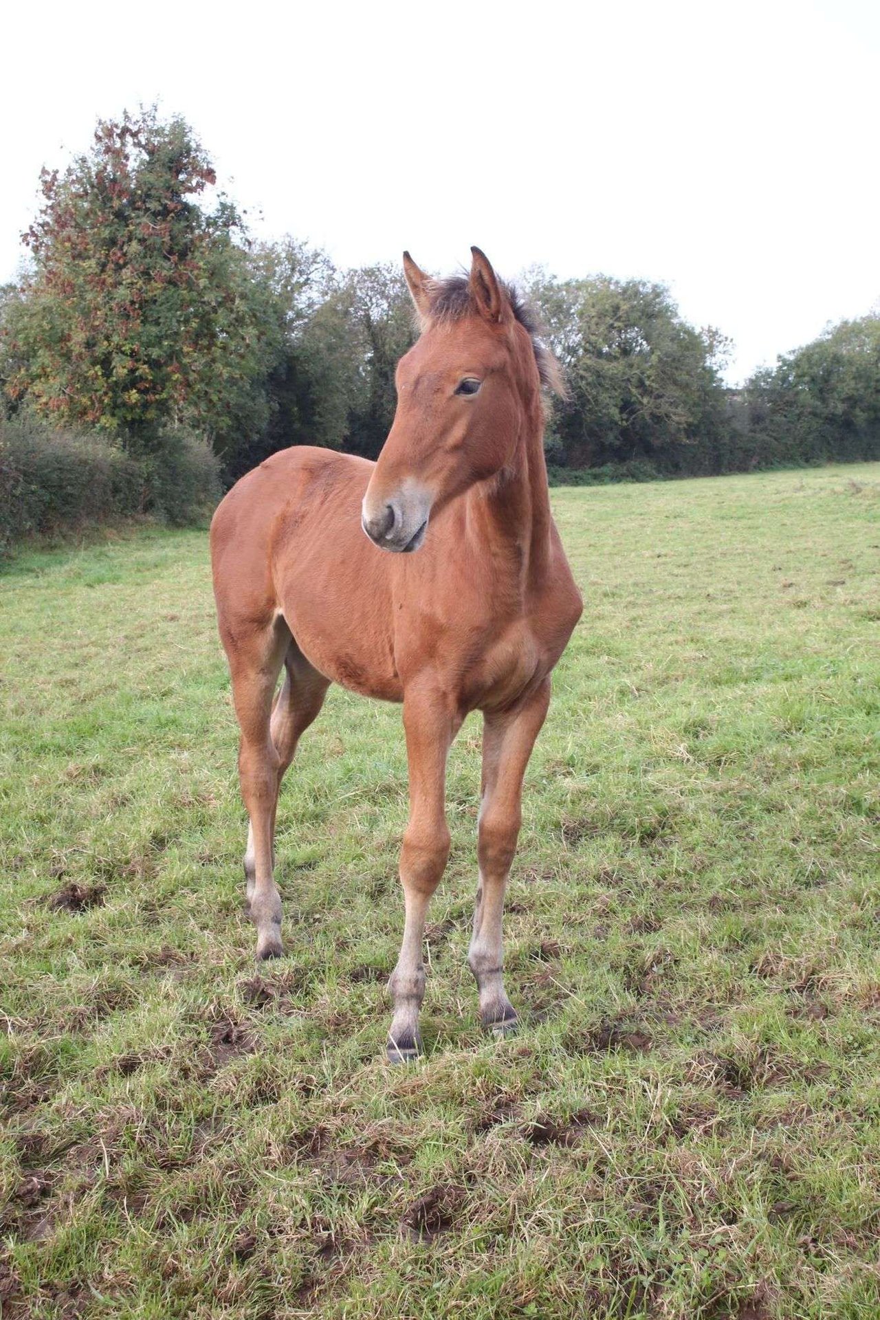 Irish Sport Horse Stallion Foal (05/2023) Bay in Cavan