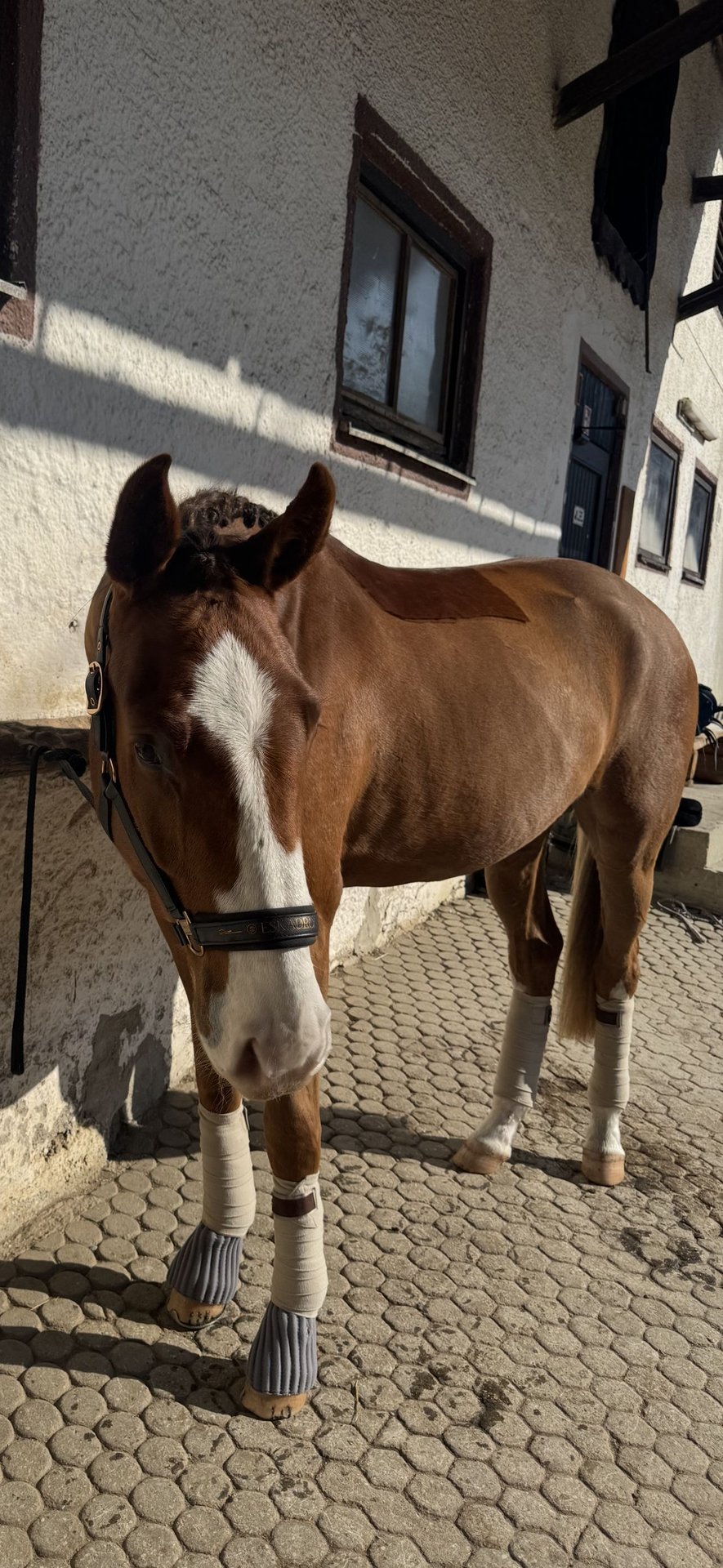 Oldenburger Wallach 3 Jahre 169 cm Dunkelfuchs in München