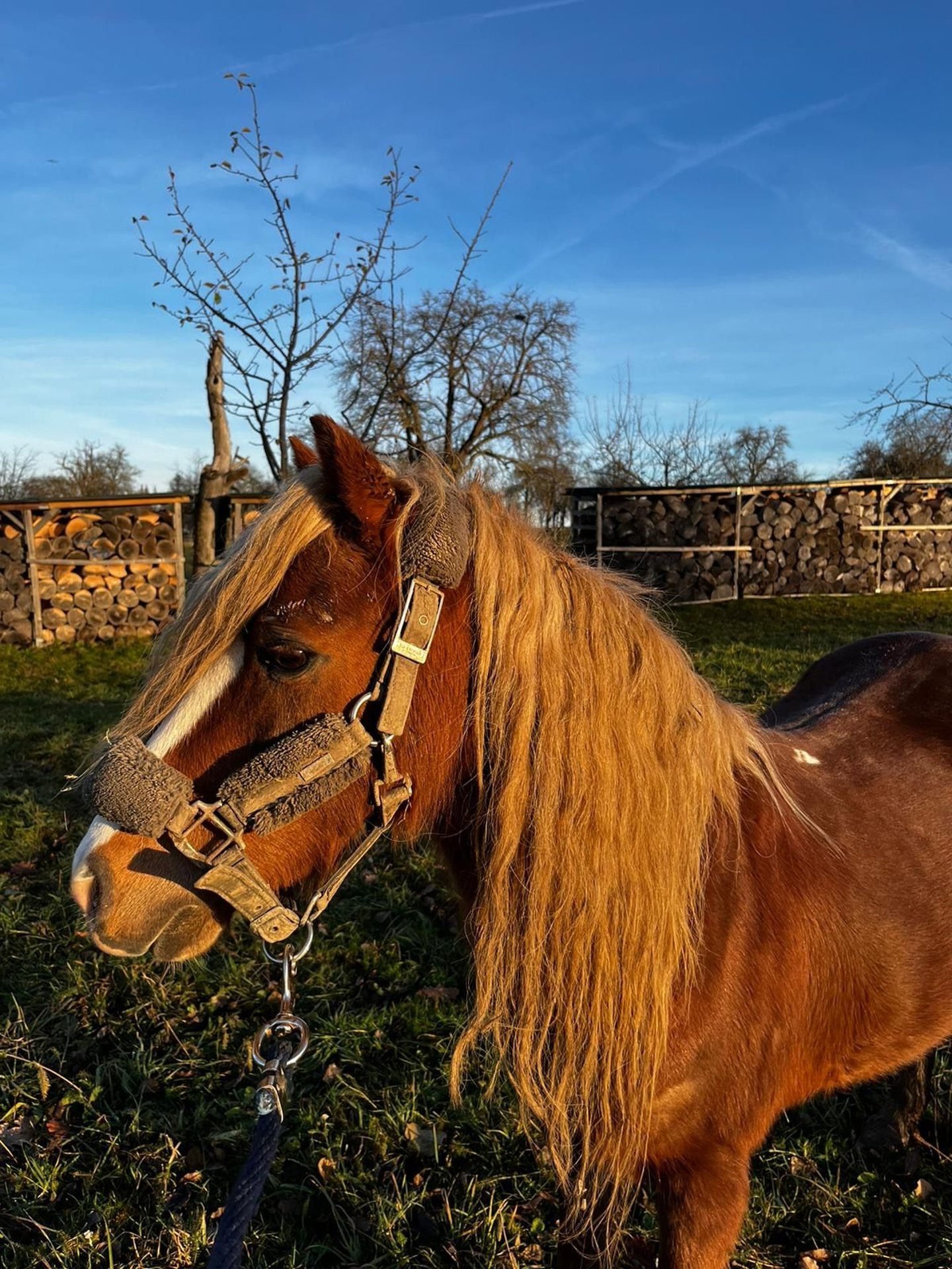 Galés B Caballo Castrado 11 Años 135 Cm Alazán In Neuhausen Auf Den Fildern