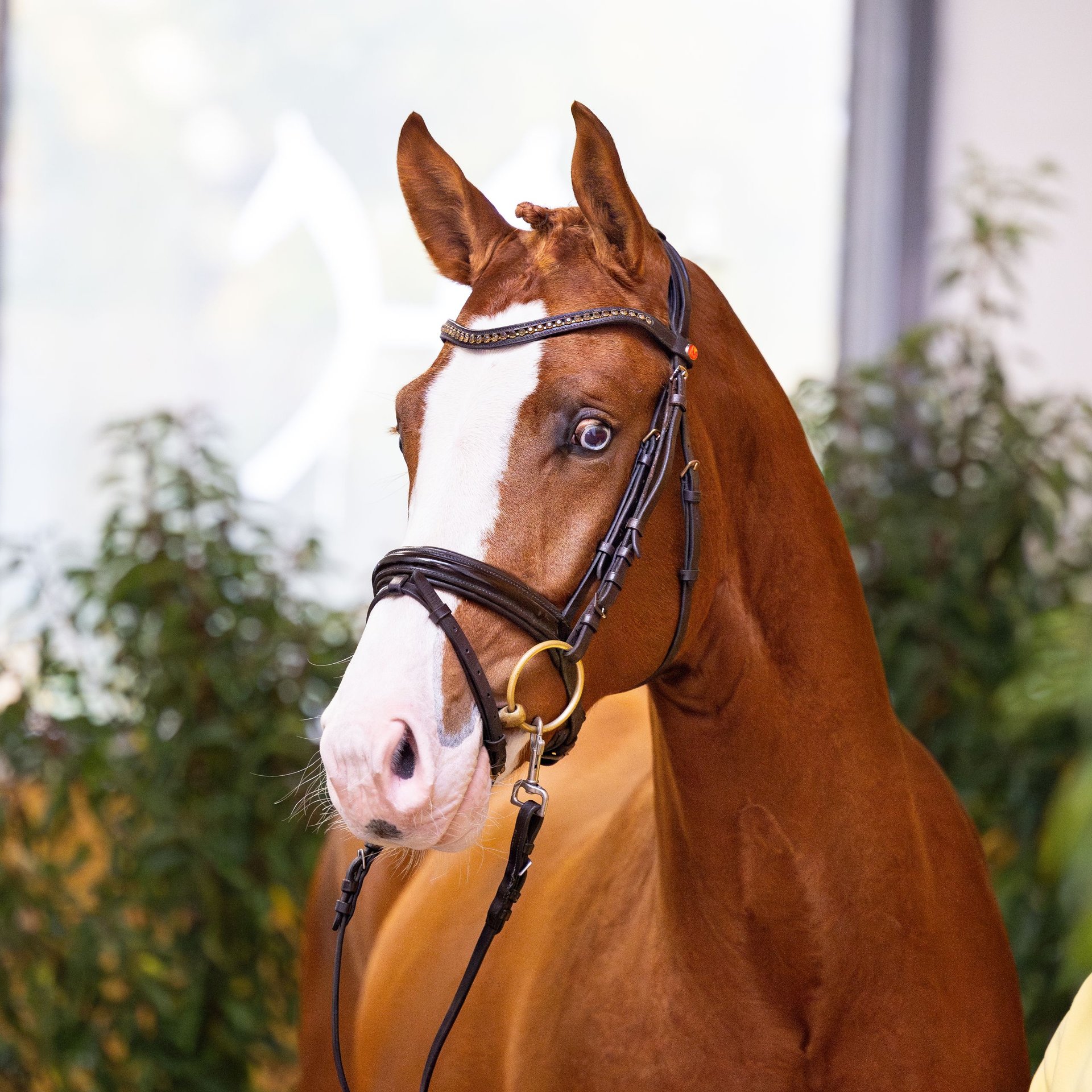 【CSR】 Red Hare, Unrivaled Stallion - EVP Hanoverian Stallion Chestnut-Red in Celle