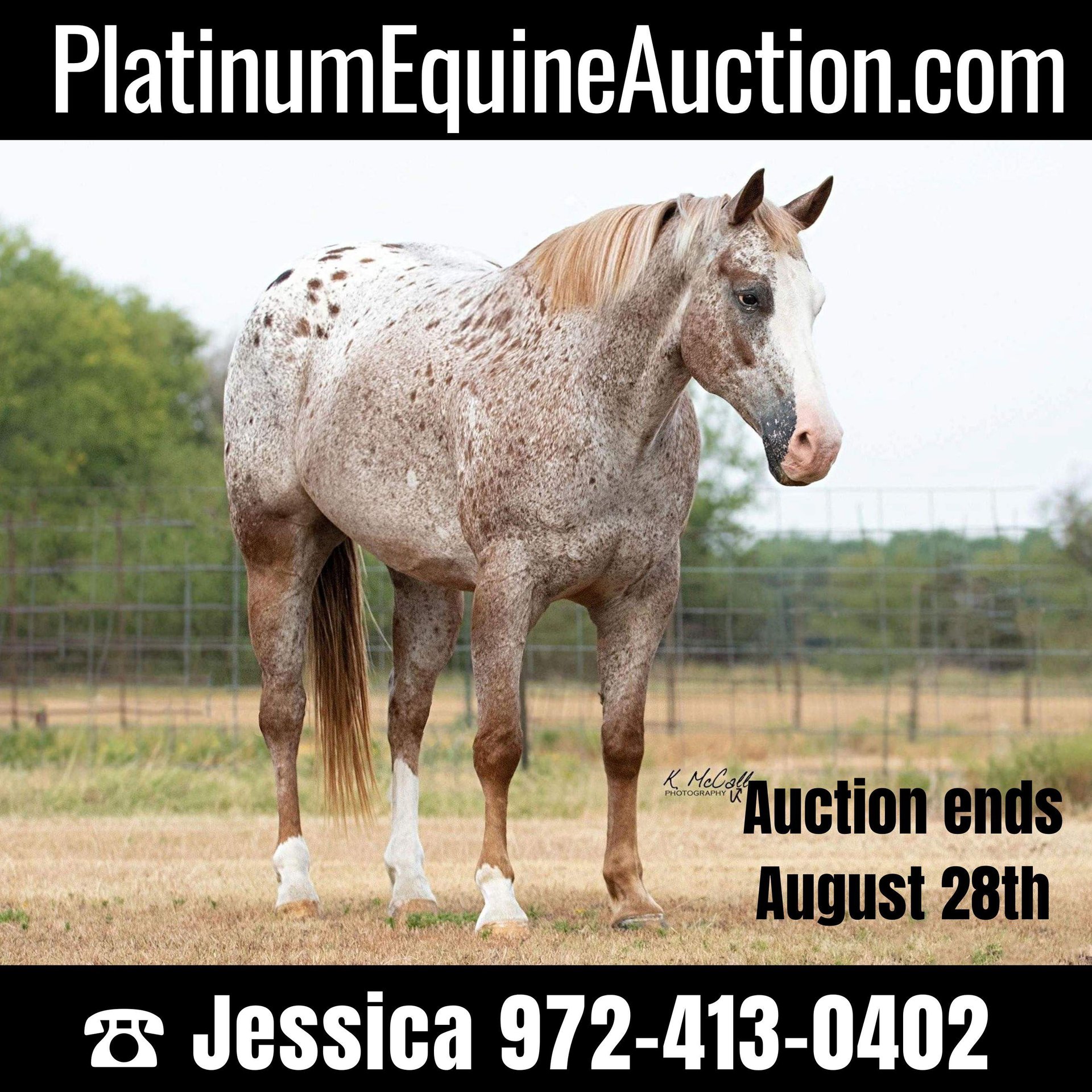 Appaloosa Mix Gelding 9 years Roan-Blue in Watson, OK