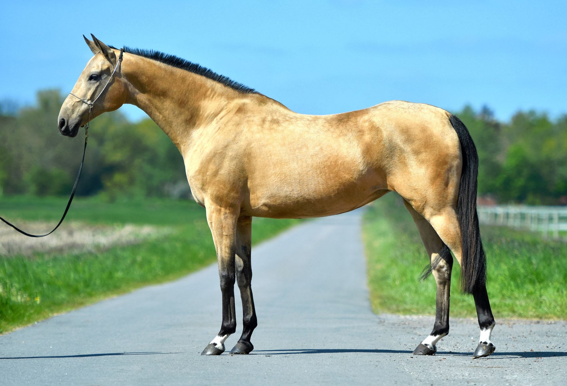 Akhal-Teke Giumenta 15 Anni 166 cm Pelle di daino in Ovelgönne