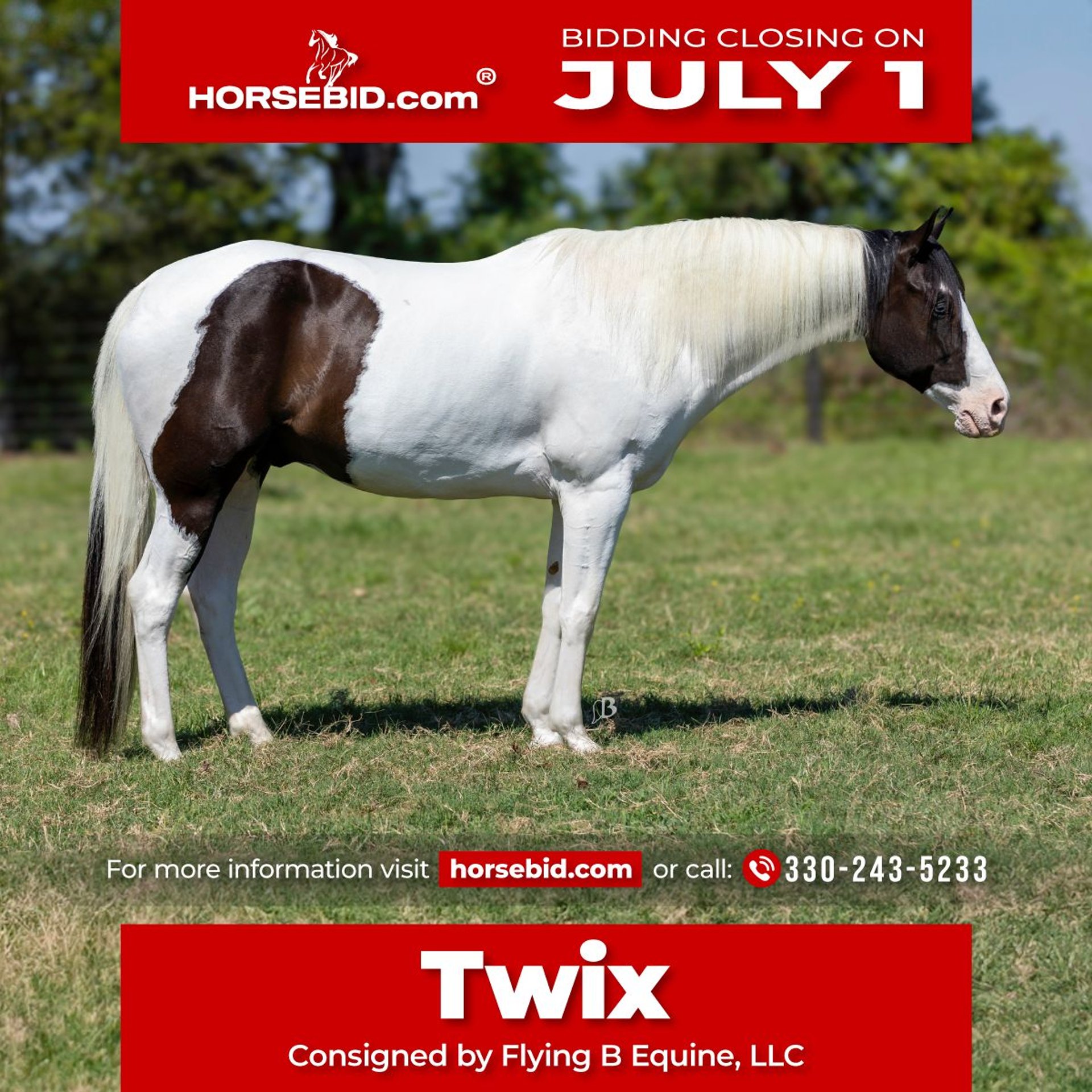 Paint Horse Gelding 9 years 16 hh Tobianoallcolors in Lufkin, TX