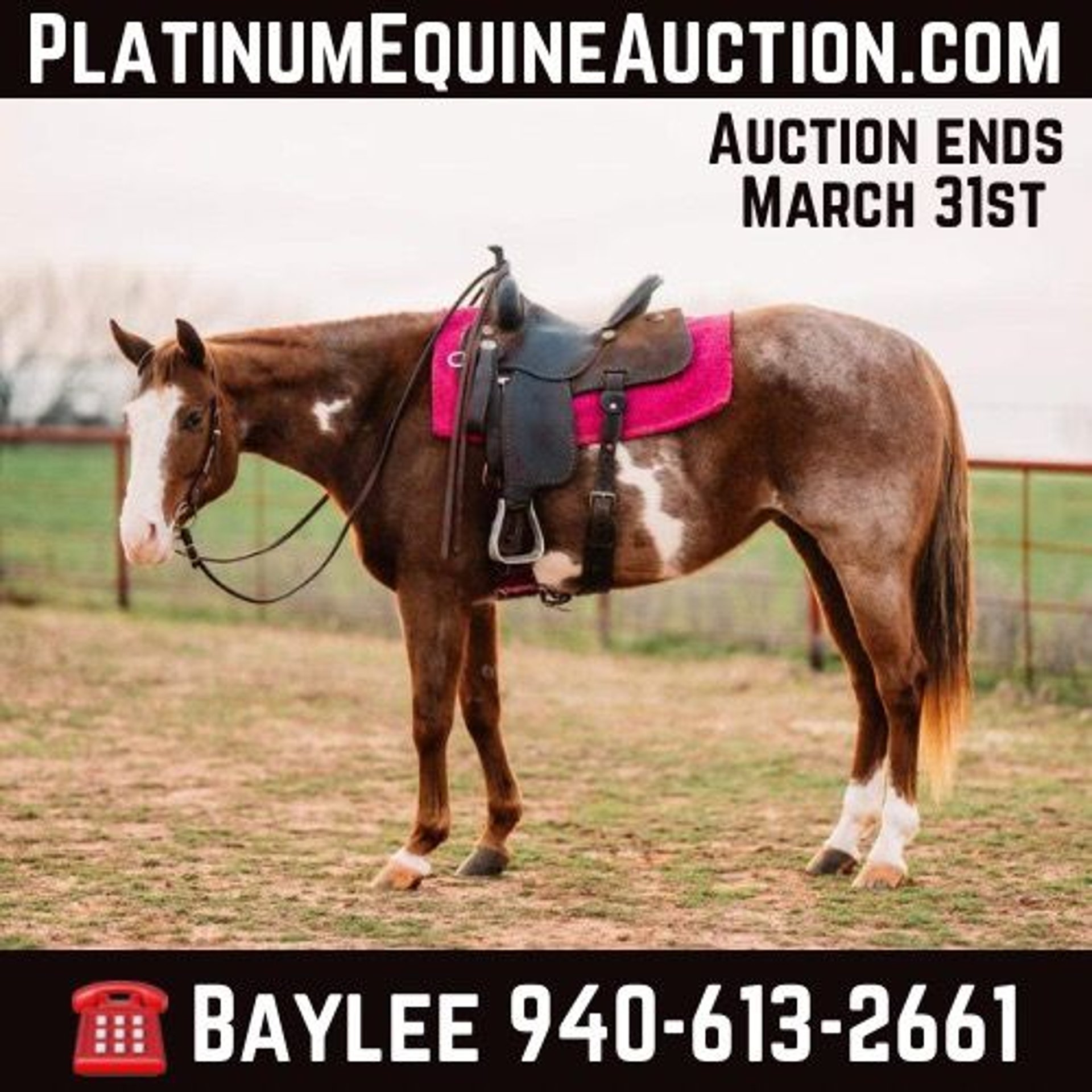 American Quarter Horse Stute 7 Jahre 152 cm OveroalleFarben in