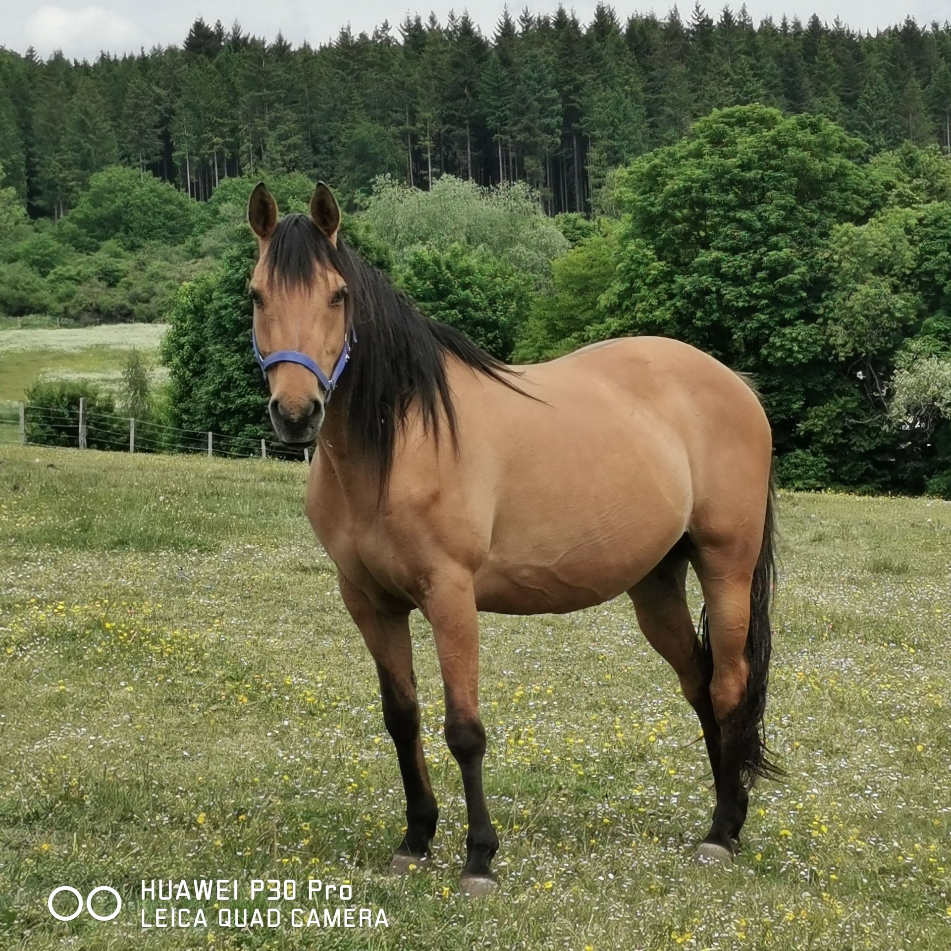 Caballo cuarto de milla Yegua 11 años 150 cm Bayo in Betteldorf