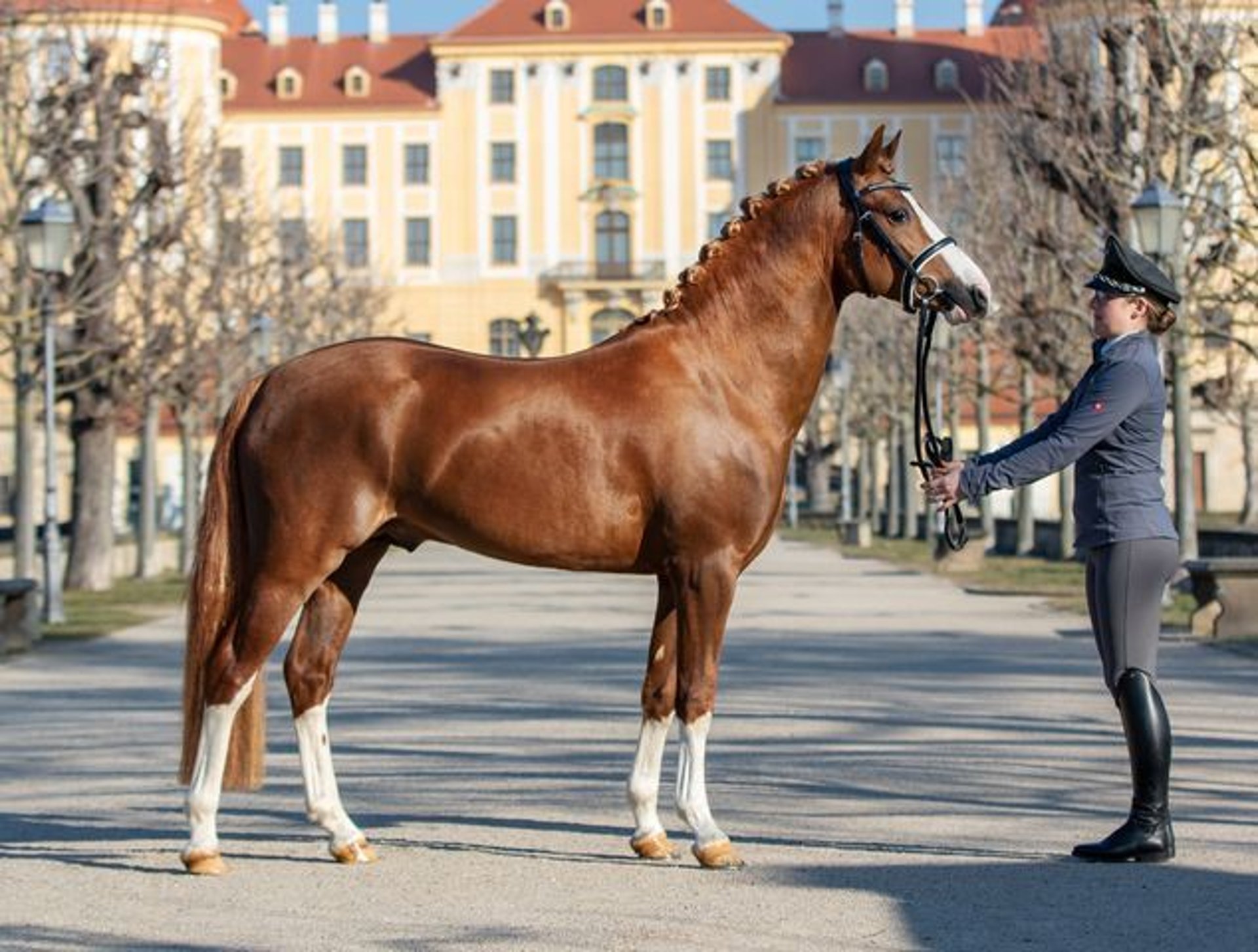 Deutsches Reitpony Hengst Fuchs In Moritzburg