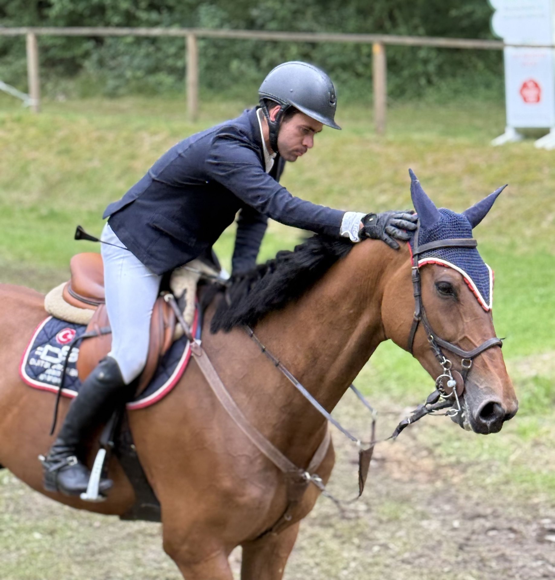 Salvatore, Deutsches Sportpferd, Impression 3