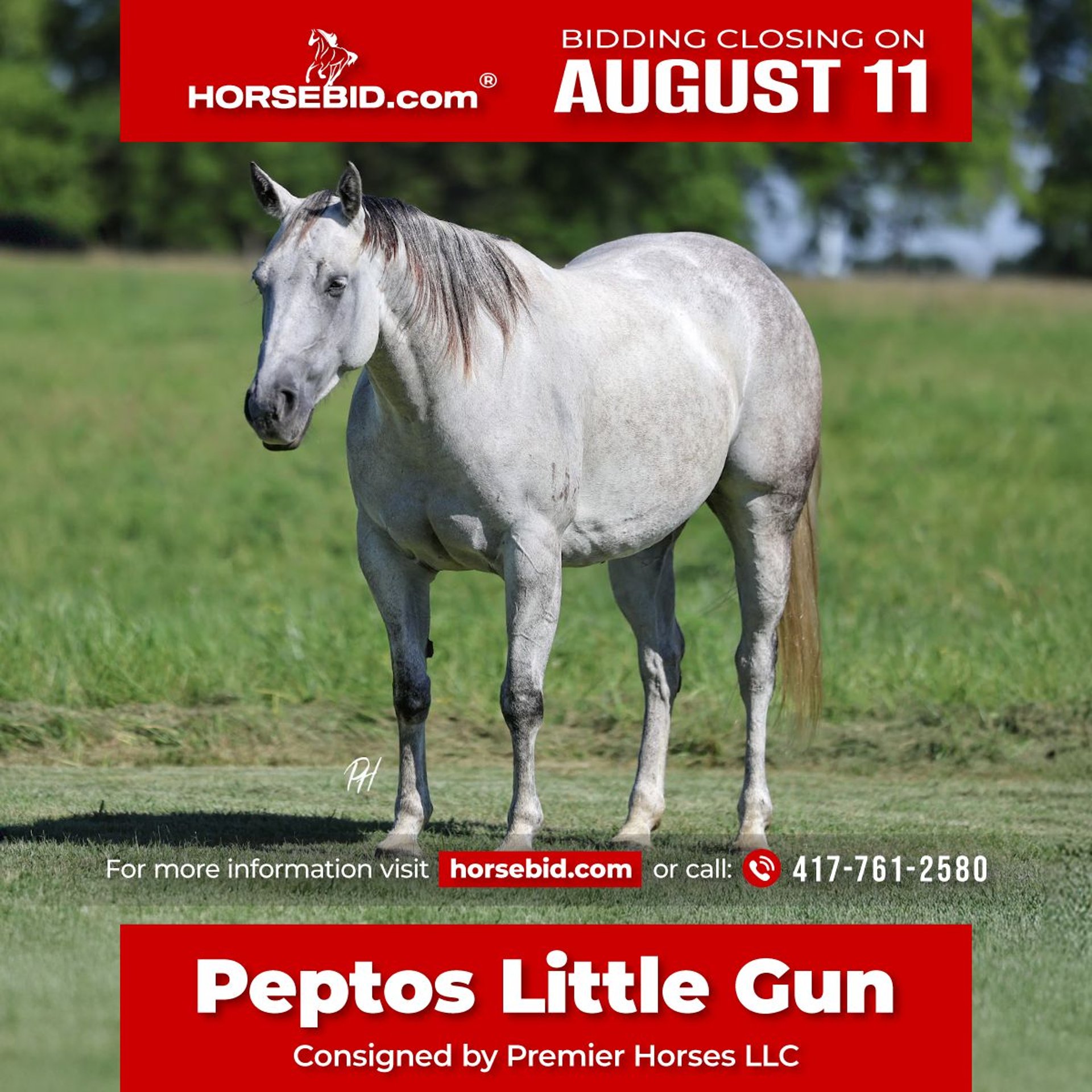 American Quarter Horse Mare 6 years 14,2 hh Grey in Buffalo, MO