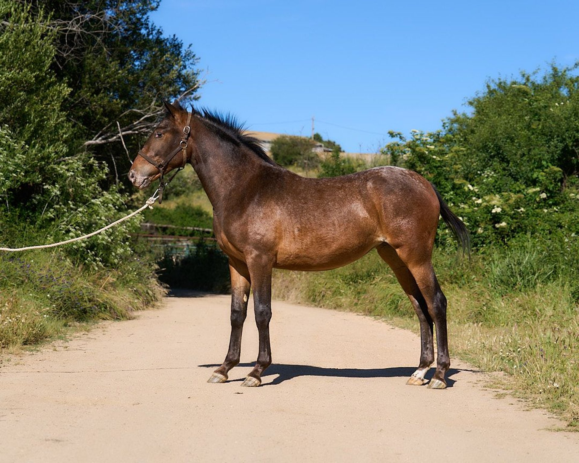 Caballo de deporte español Yegua 1 año 155 cm Atigrado/Moteado in  Navalperal De Pinares