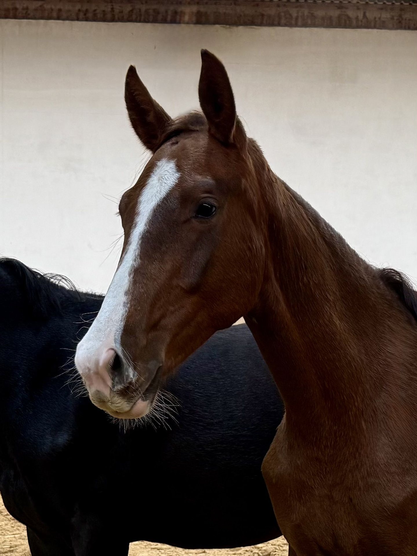 Deutsches Sportpferd Stute 2 Jahre Dunkelfuchs in Burgthann