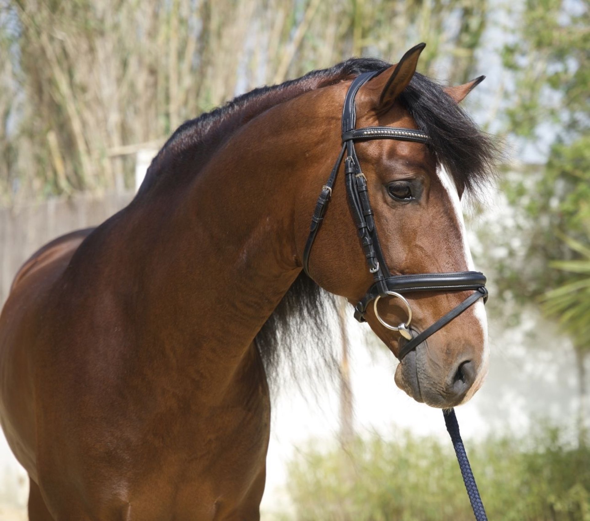 Sargento, PRE-Hengst, Impression 3