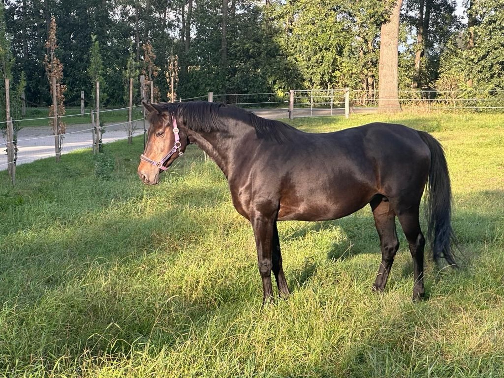 Oldenburg Mare 17 years 16 hh SmokyBlack in Lembruch