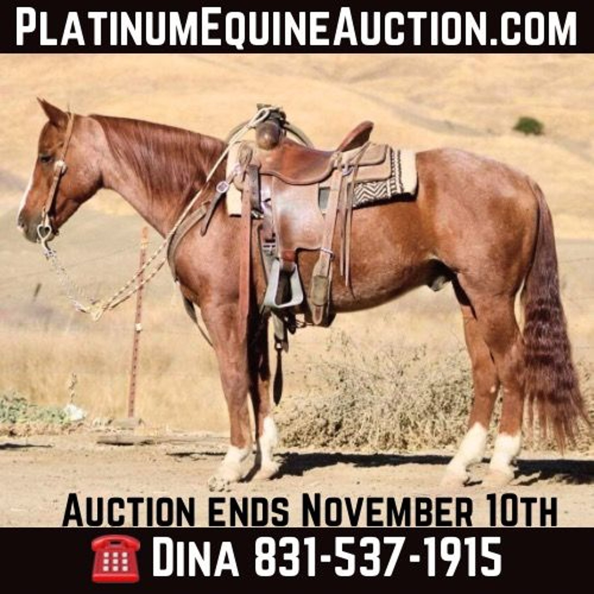 American Quarter Horse Gelding 12 years 14,2 hh Roan-Red in 