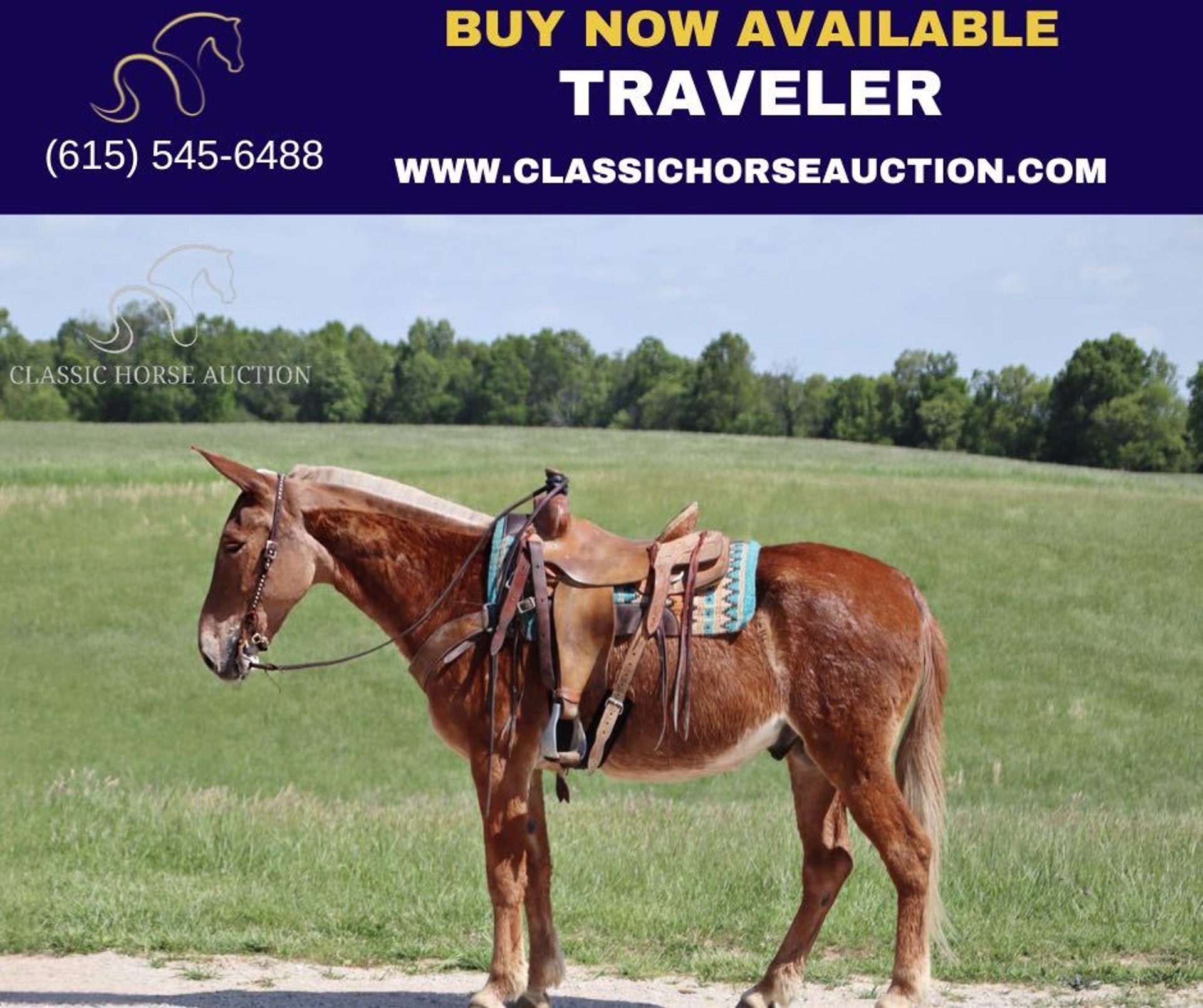 Mule Gelding 7 years 16 hh Sorrel in Gerald, MO