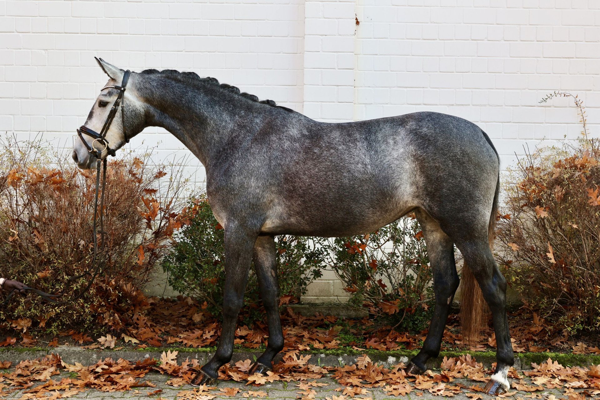 hannoveraan-merrie-3-jaar-166-cm-schimmel-in-winsen-aller