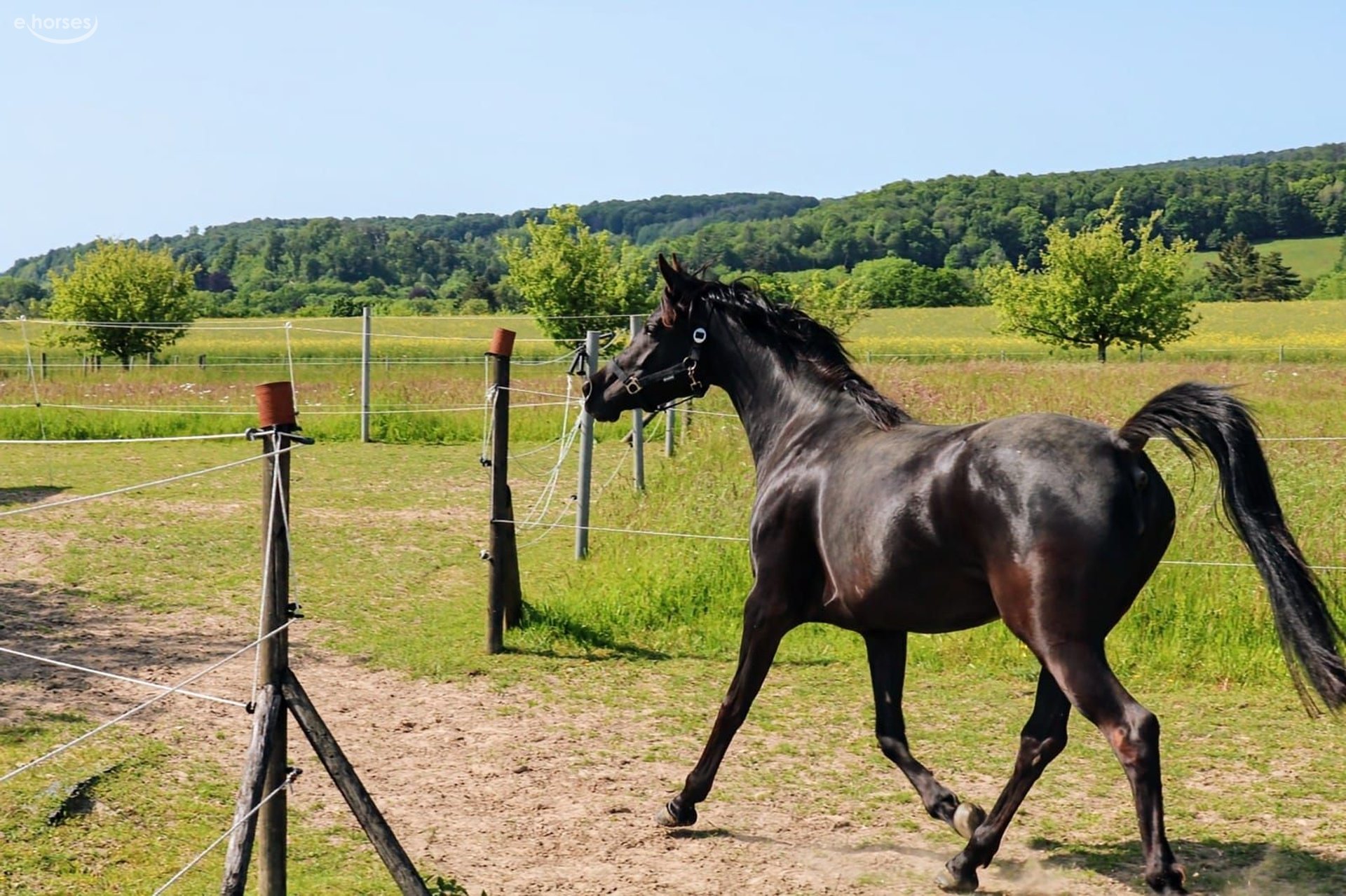 Volbloed Arabier Merrie 6 Jaar 153 cm Zwart in Herzberg am Harz