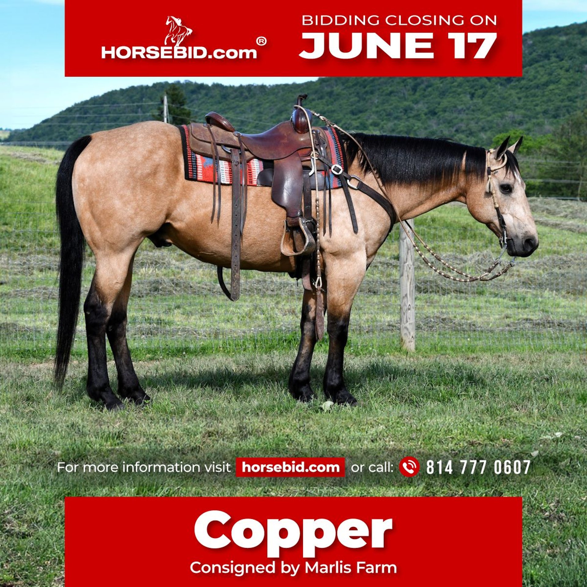 American Quarter Horse Gelding 11 years 15 hh Buckskin in Rebersburg