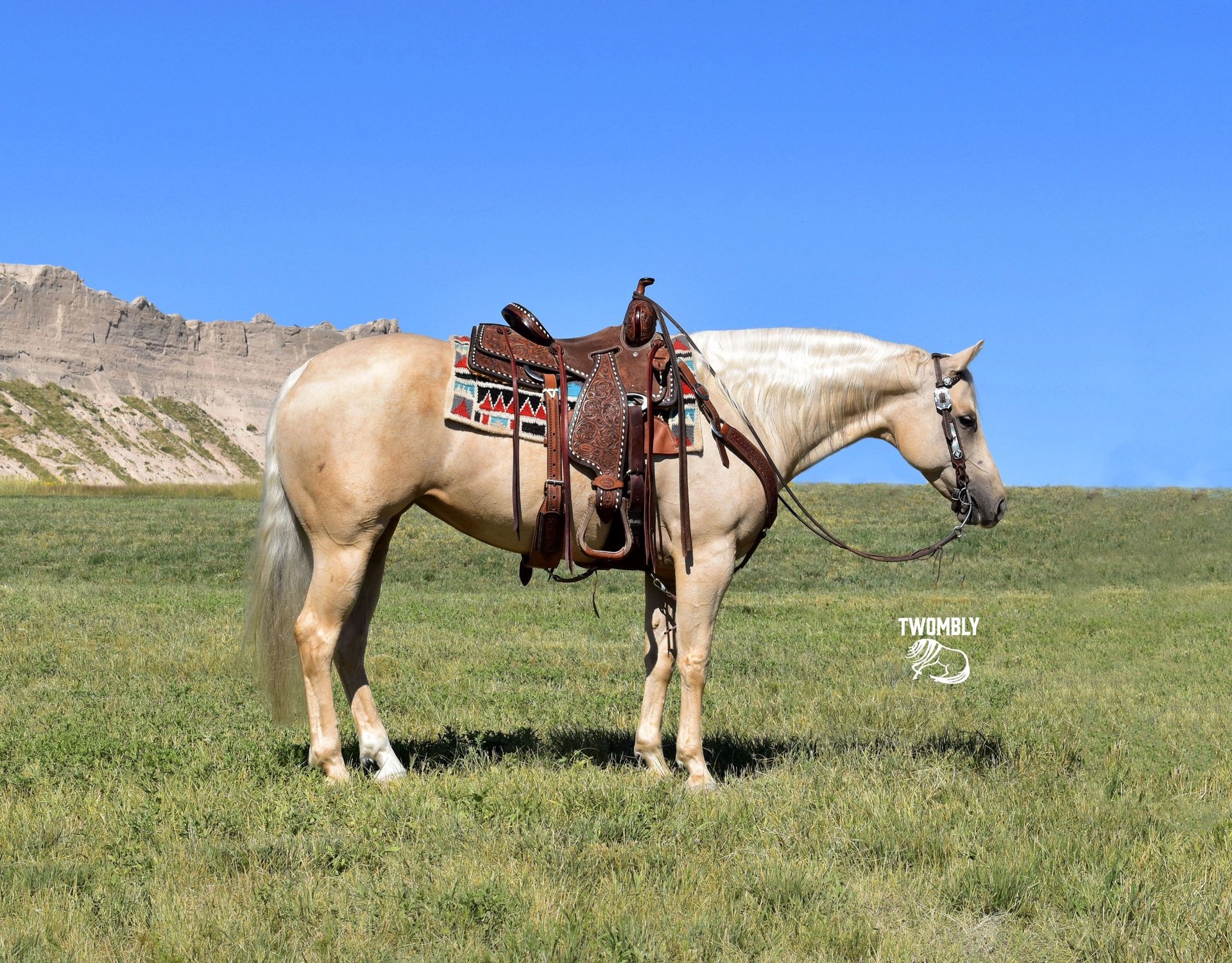 American Quarter Horse Mare 7 years Palomino in Bayard, Nebraska