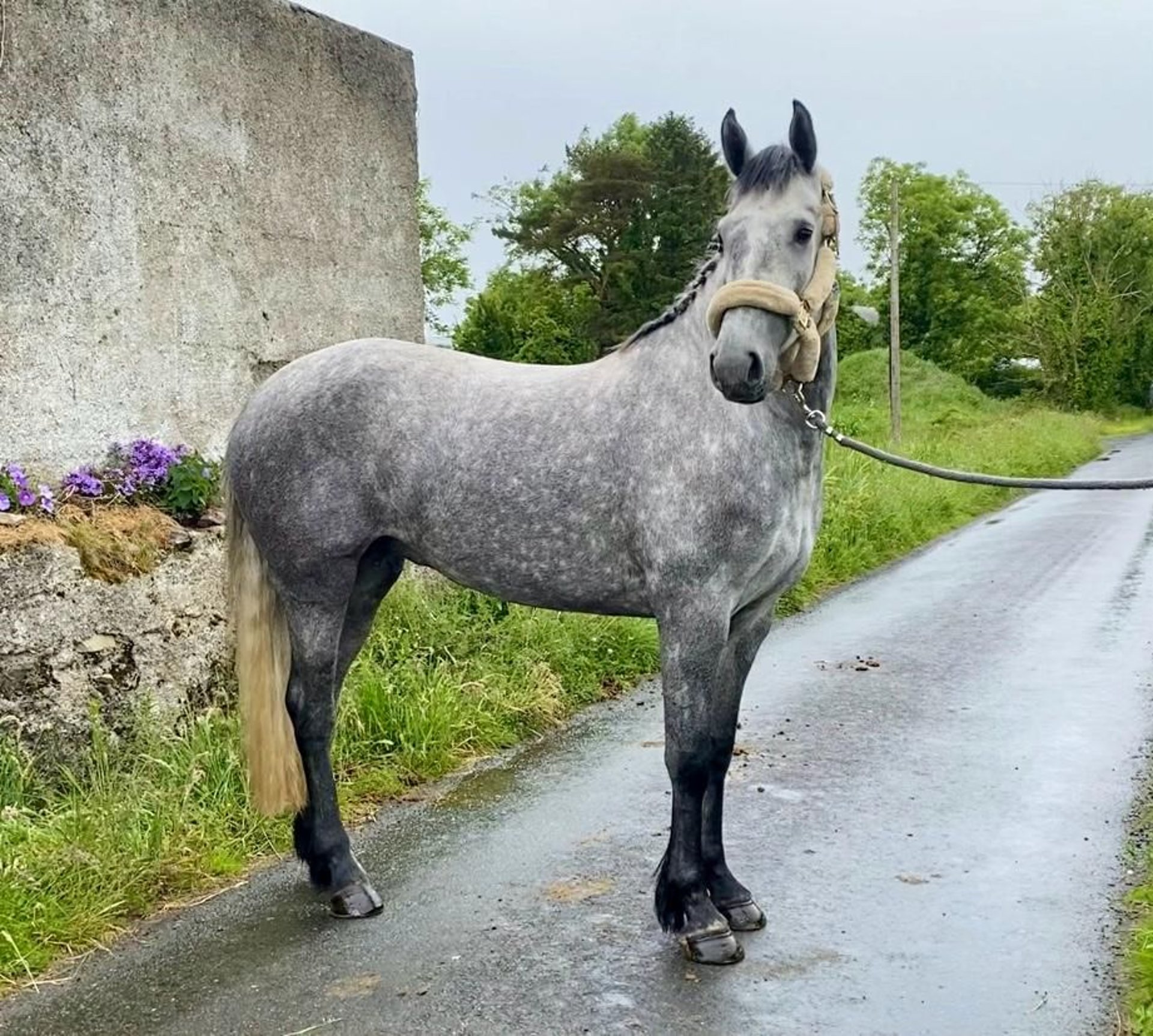 Irish Sport Horse Mare 4 years 16,1 hh Gray in F91p026