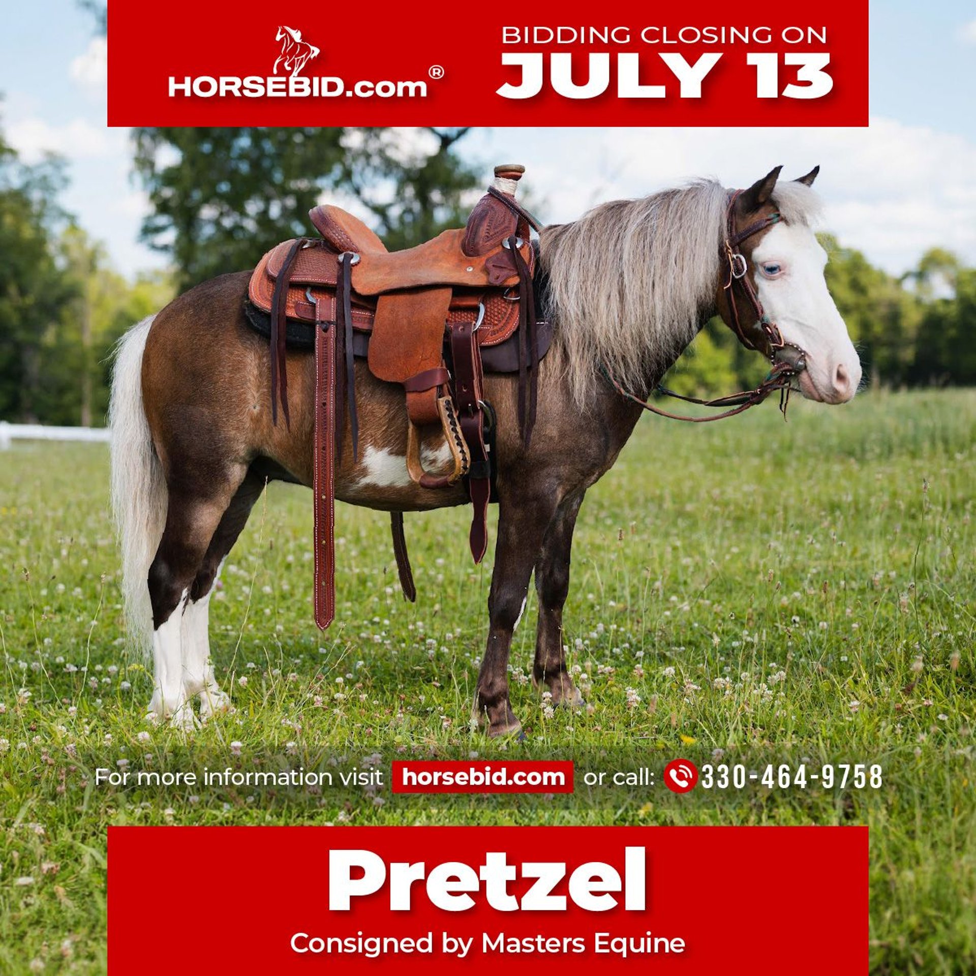 More ponies/small horses Gelding 12 years 9 hh Pinto in Orrville