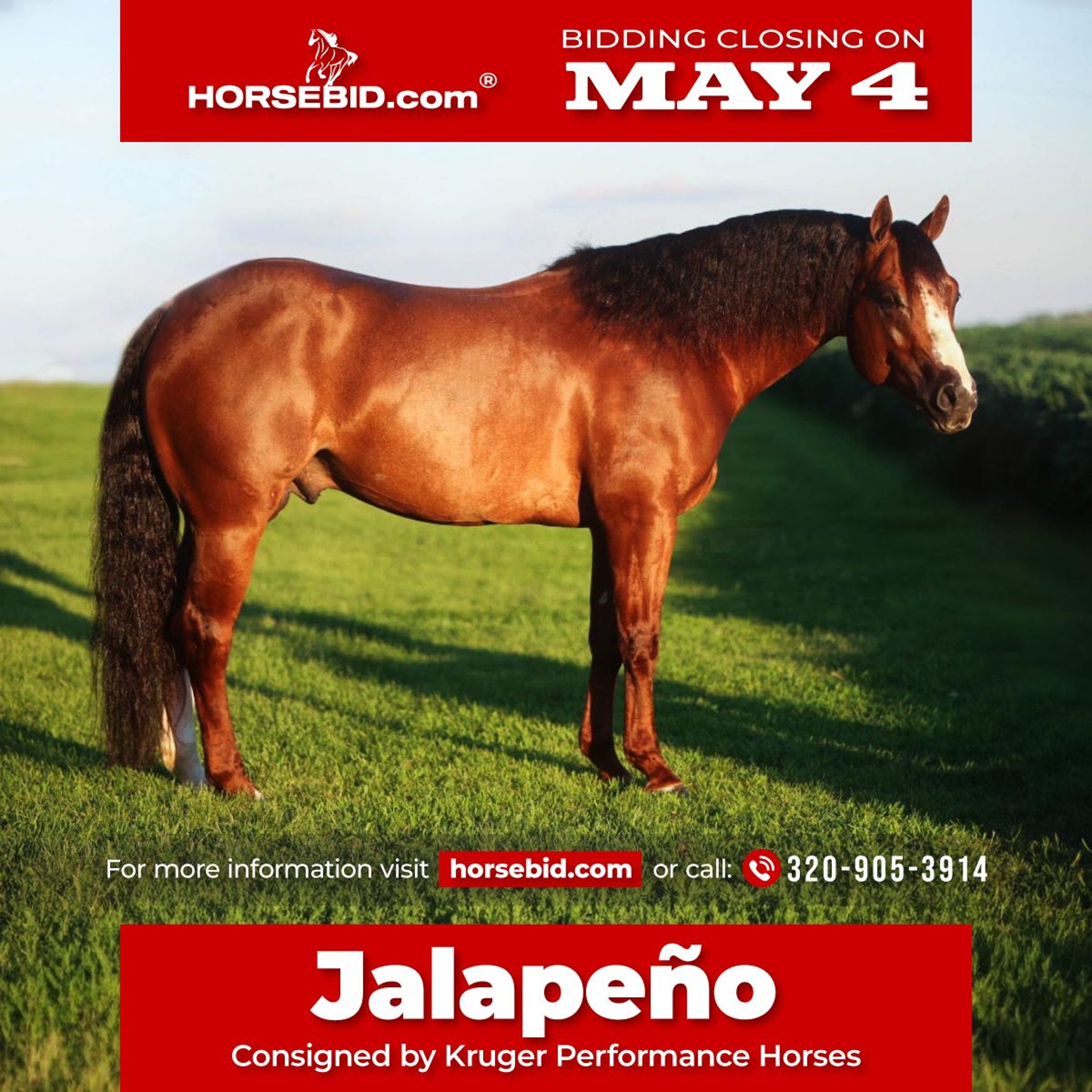 American Quarter Horse Stallion 6 years Chestnut in Eloy