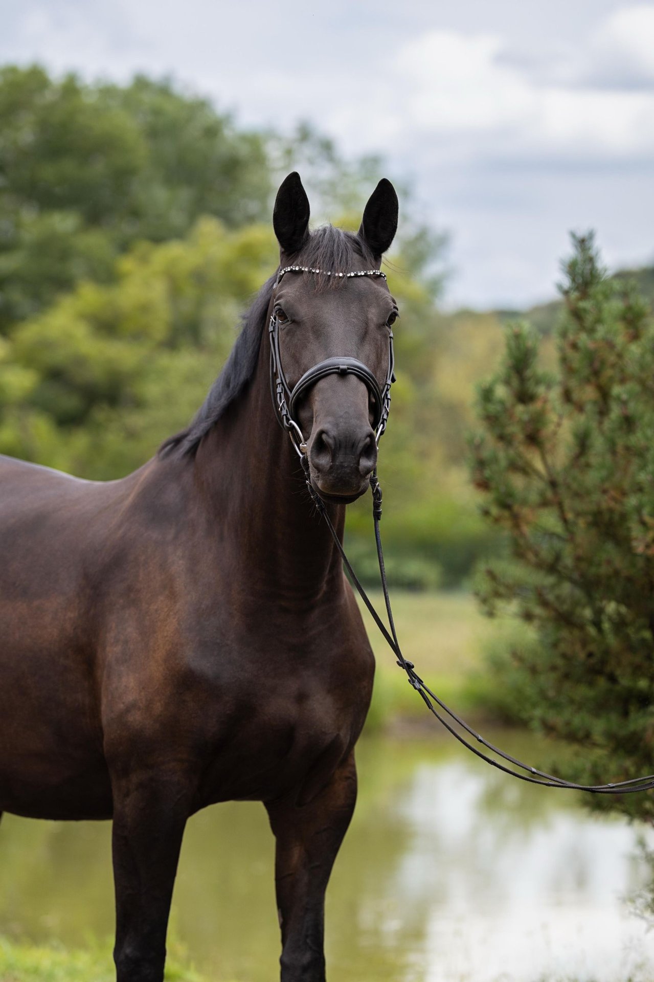 Trakehner Stute – Impression 3