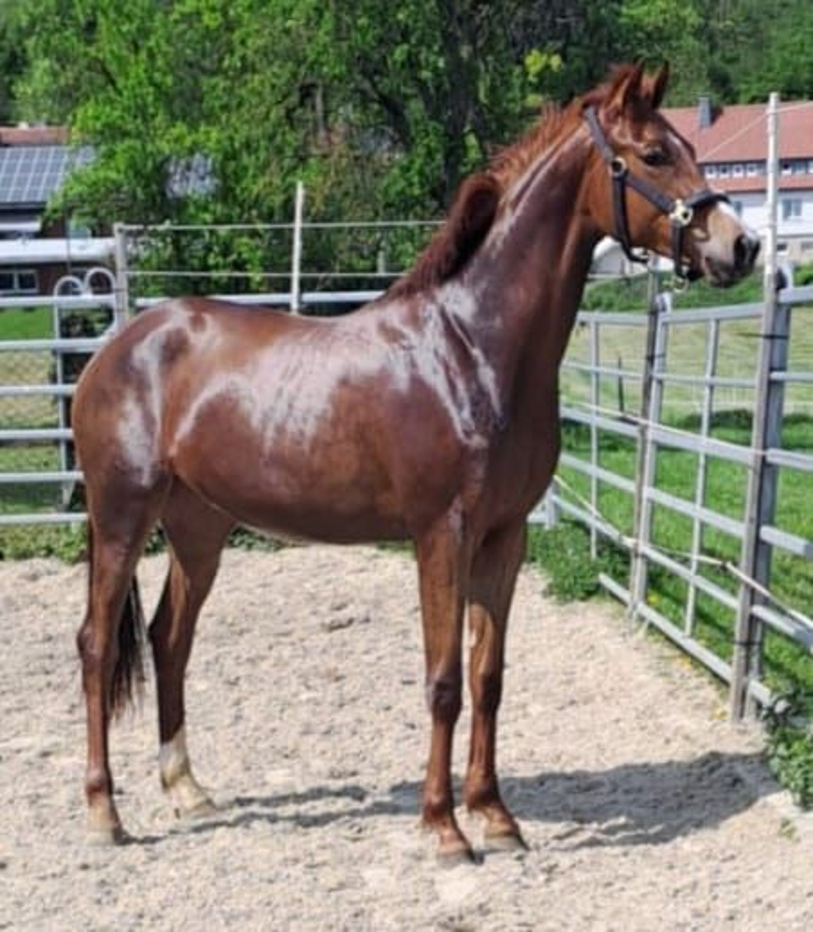 Westphalian Mare 2 years Chestnut-Red in Borchen/Etteln