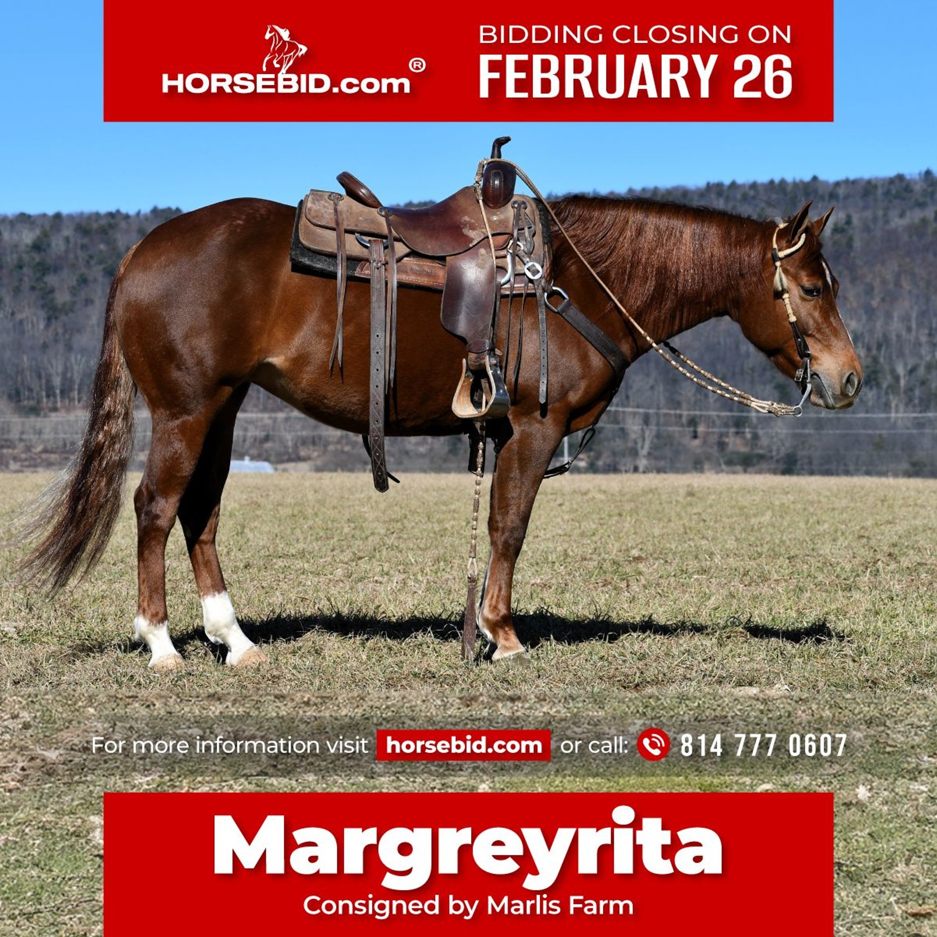 American Quarter Horse Mare 5 years 14,2 hh Sorrel in Rebersburg