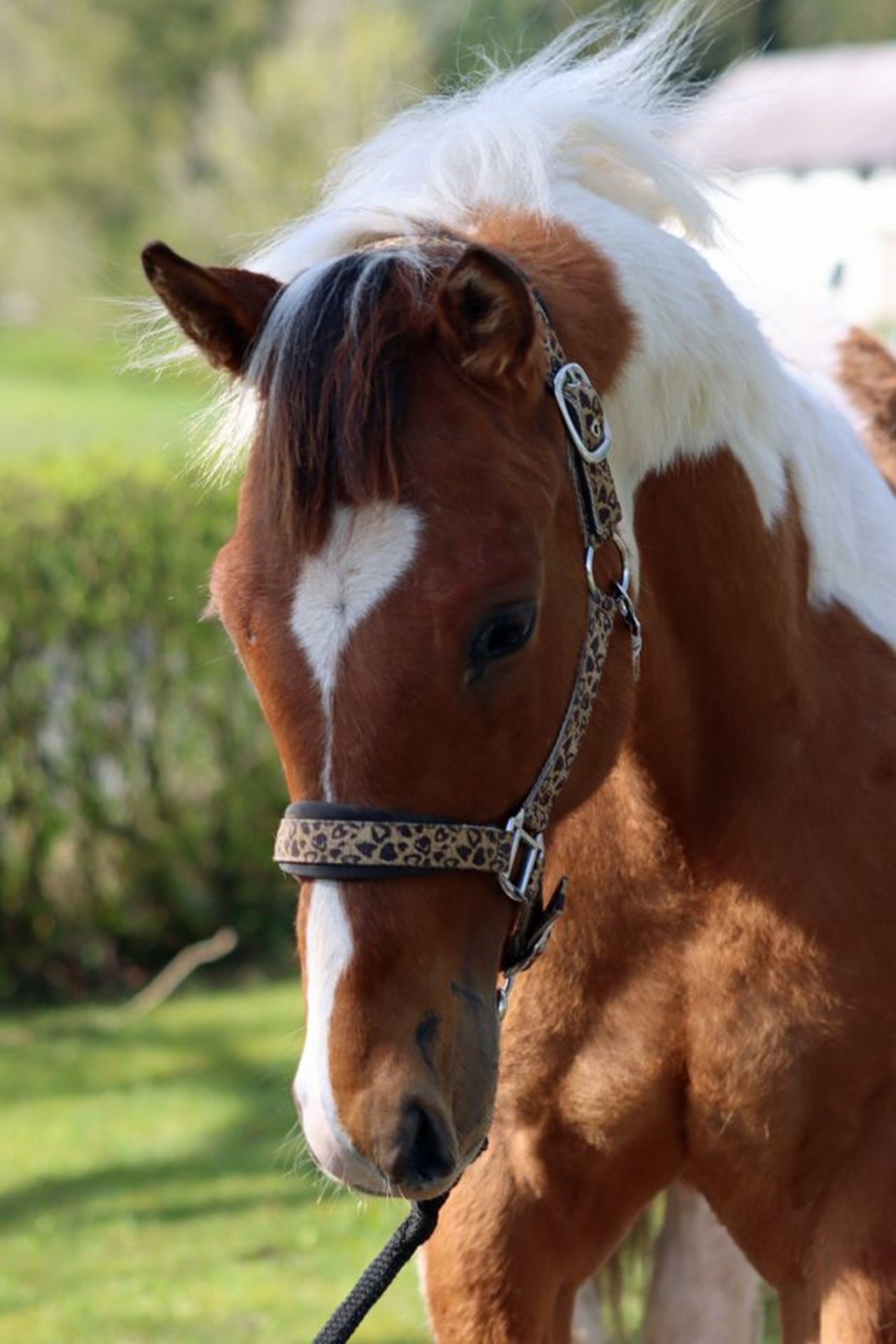 Paint Horse Hengst 1 Jahr 152 cm TobianoalleFarben in Hellenthal