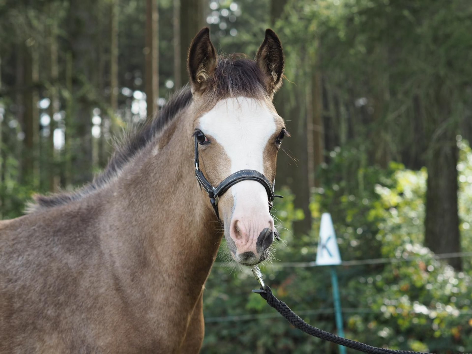 Deutsches Reitpony Stute Fohlen (05/2023) Buckskin In Brockau