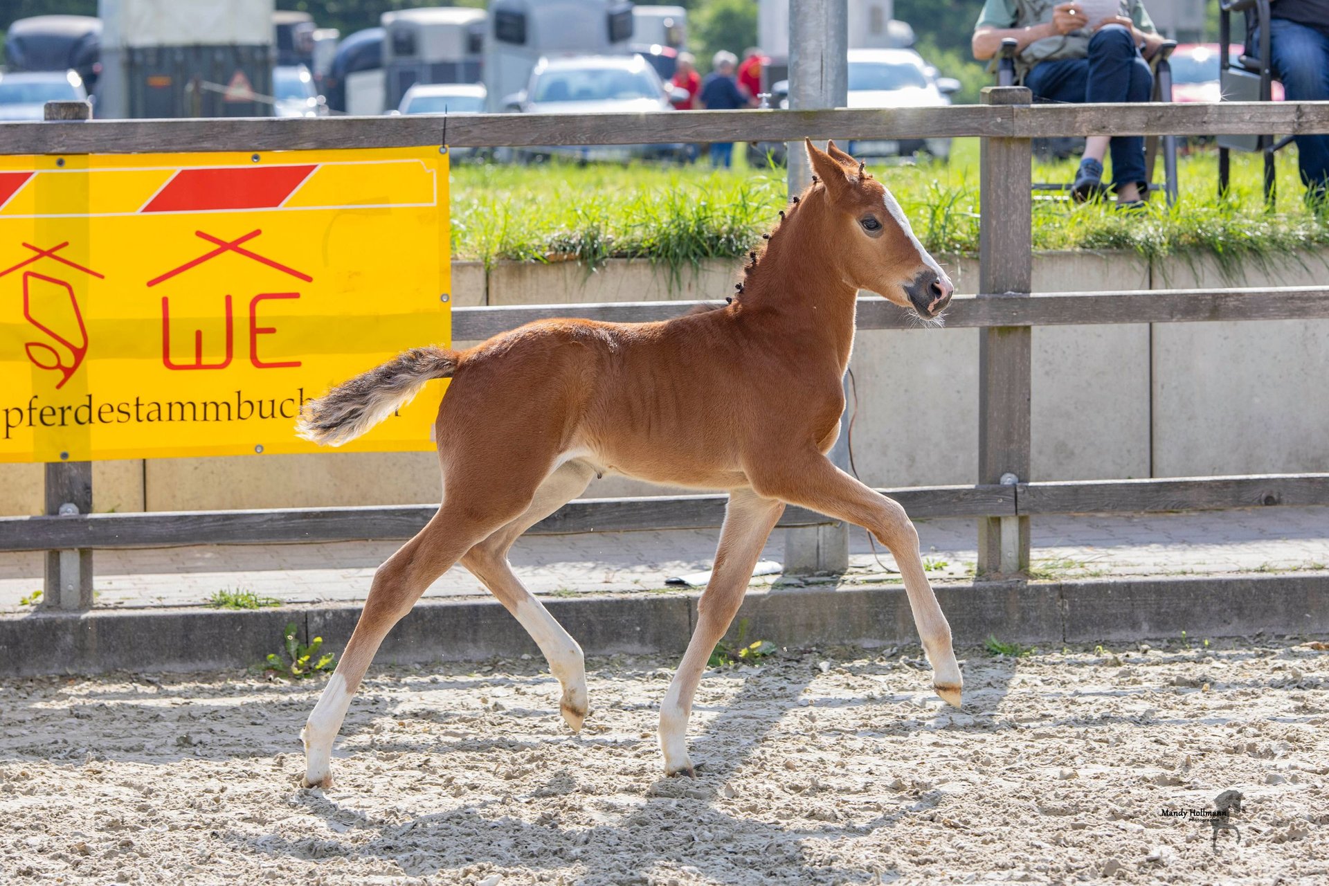 Deutsches Reitpony Stute Fohlen (04/2024) 148 Cm Brauner In StuhrStuhr