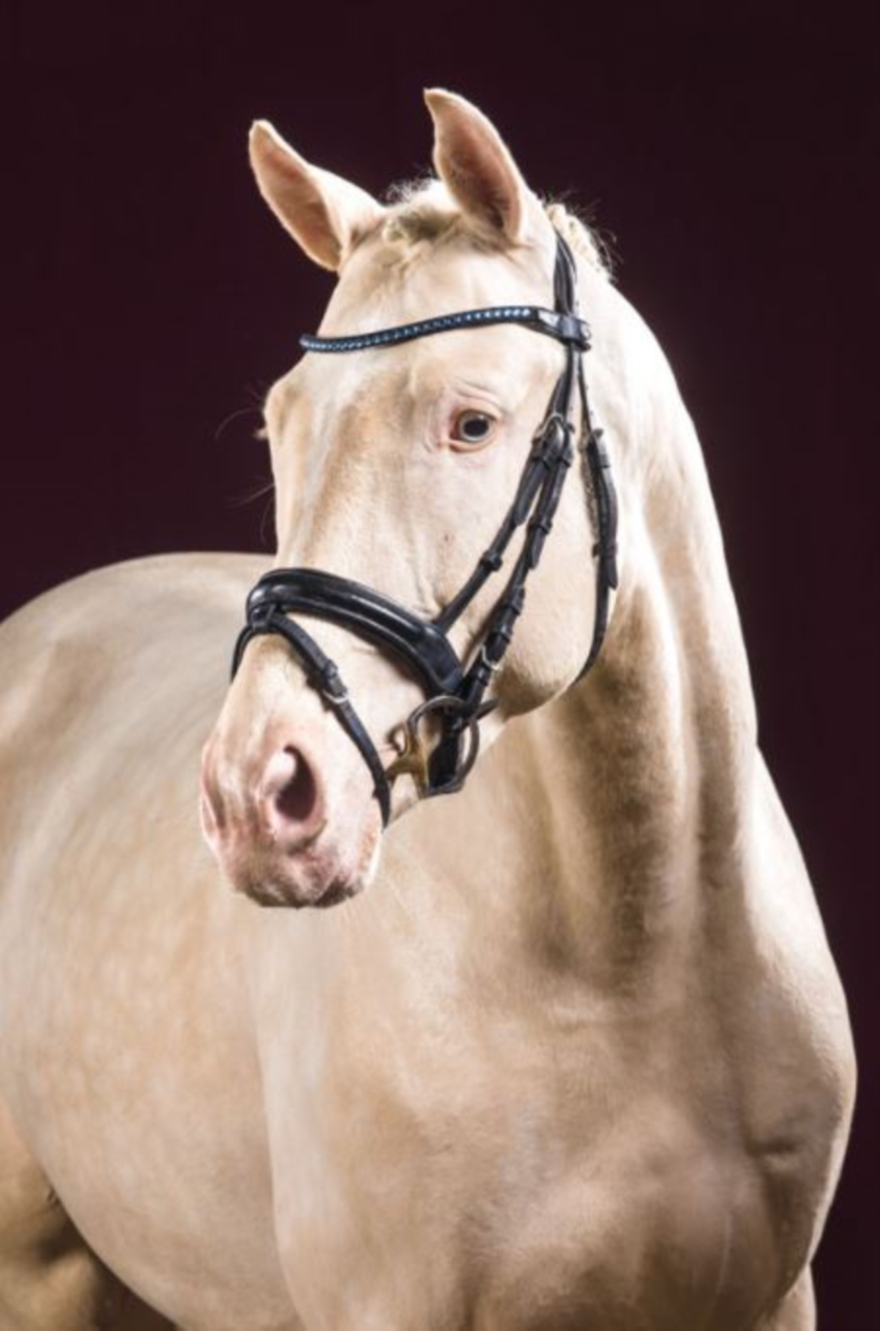 German Sport Horse Stallion Cremello in Marl