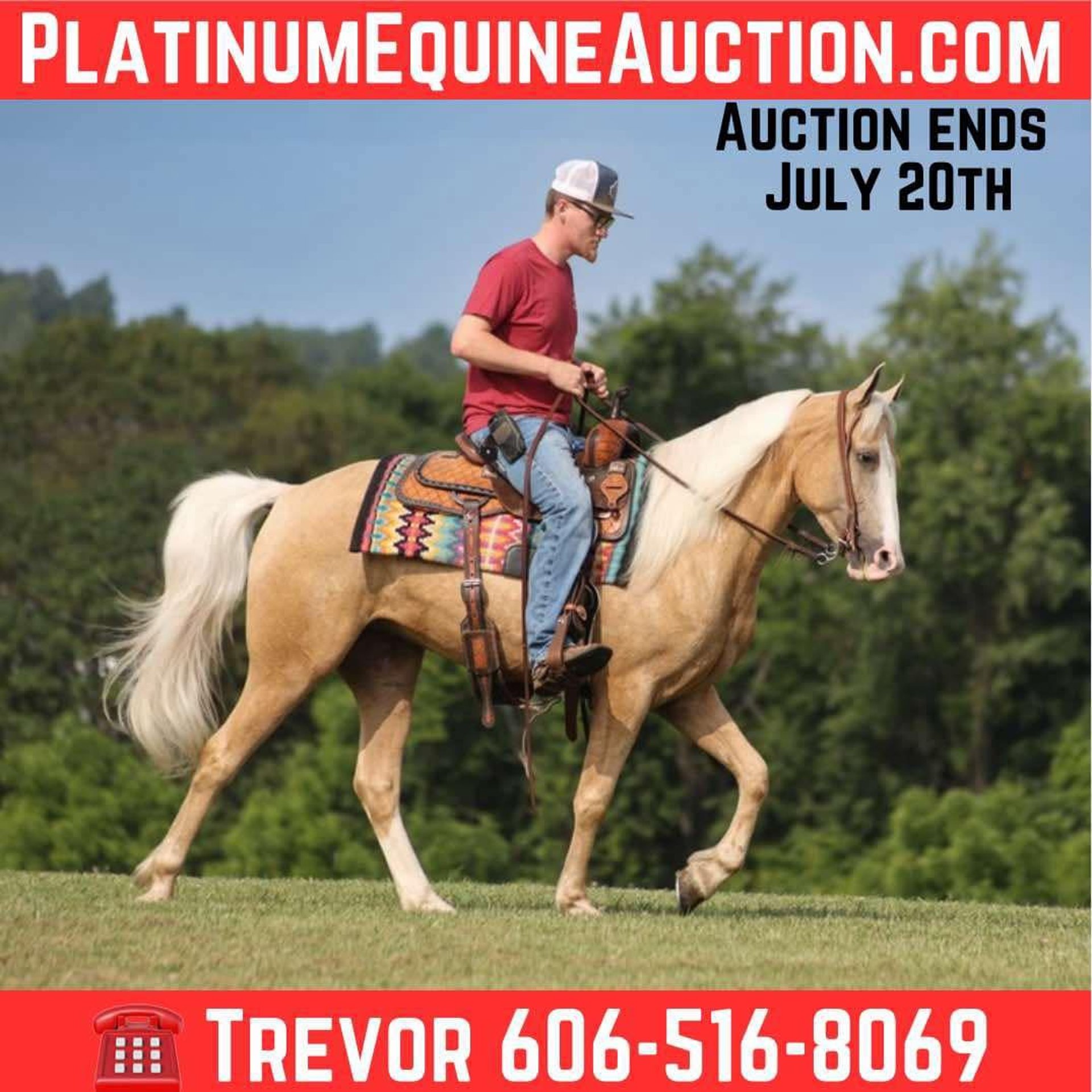 Tennessee walking horse Gelding 4 years 14,3 hh Palomino in