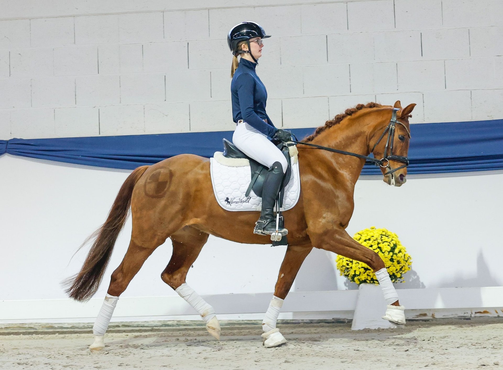 German Riding Pony Ranch German Riding Pony Mare 6 years 14,1 hh Chestnut in Marsberg