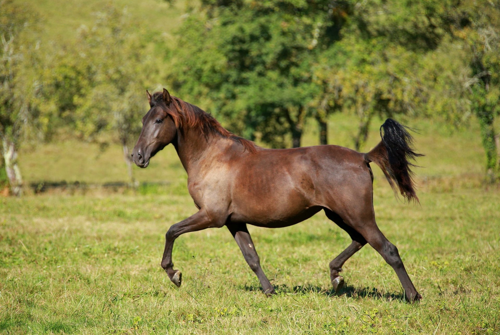 PRE Mare 2 years 15,2 hh Black in Caumont