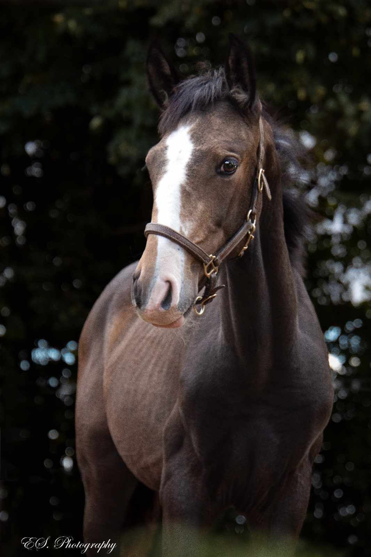 Mindestmietdauer 1 Jahr Kann Trotzdem Früher Ausziehen Lusitanos Hengst 1 Jahr Kann Schimmel werden in Wöllstein