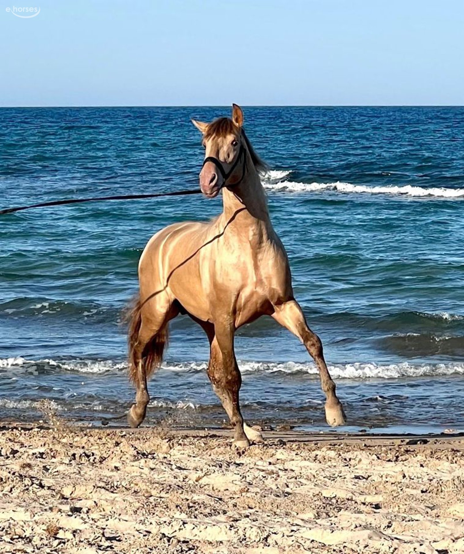 PRE Mix Hengst 6 Jahre 162 cm Champagne in Málaga