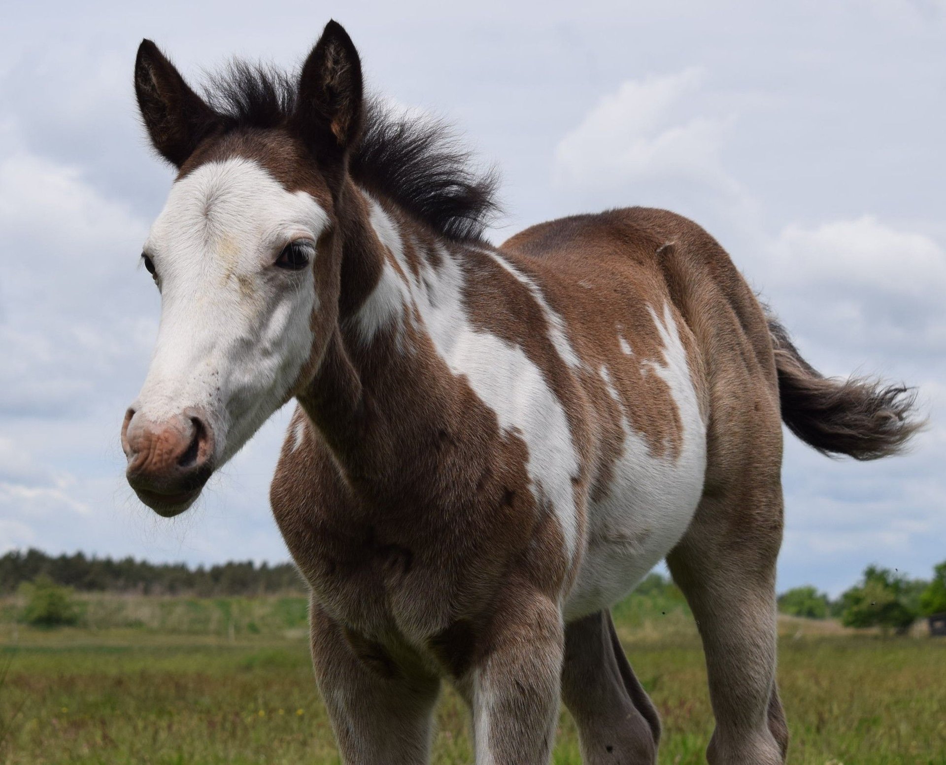 American Paint Horse Stallion 1 year 14,2 hh Overo-all-colors in ...